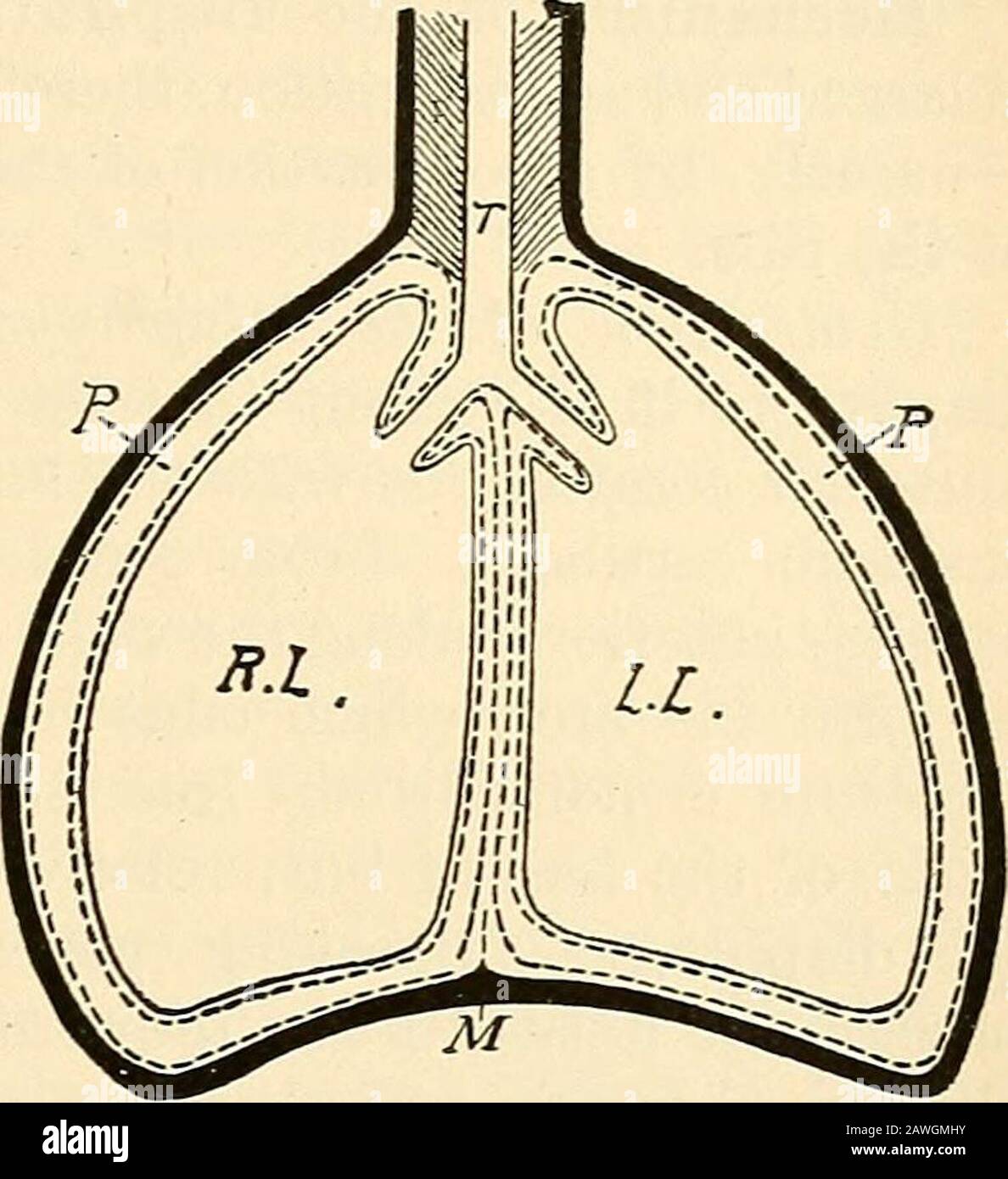 Un testo-libro di fisiologia per gli allievi e i medici medici medici . il ity è soltanto potenziale, cioè, gli strati parietali e viscerali sono dappertutto in contatto con a vicenda. Condizioni sotto-patologiche o accidentali, aria o essudazioni possono essere presenti in questo spazio e formare una cavità vera e propria. Lungo la linea mediana del corpo e intorno alle radici dei polmoni abbiamo i mediastinalspaces che si trovano tra i sacs pleurici dei due lati, ma entirelyfilled con i vari visceri toracici, come il cuore, aorta andits rami, arteria polmonare e vene, vena? cavae, vena azigos, trachea, esofago, toracico Foto Stock