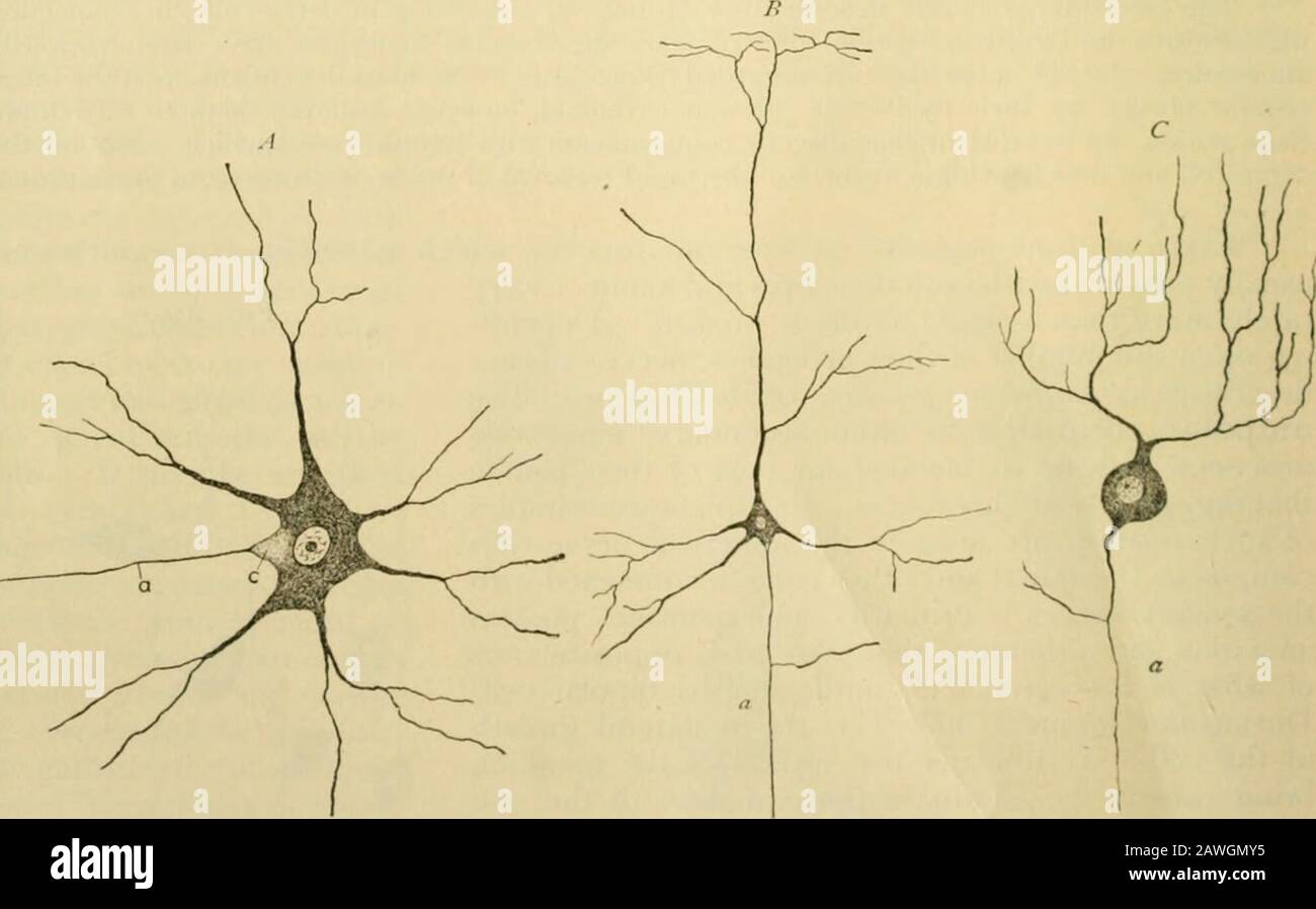 Anatomia umana, compresa la struttura e lo sviluppo e considerazioni pratiche. Sess One axone e diversi dendriti, varyin forma (Fig. 841). Alcuni, come quelli all'interno dei gangli sinpatetici, sono di dimensioni approssimativamente sferiche e ofmoderate, con dendriti delicati brevi; manyare di grandi dimensioni e di forma stellata irregolare, thedendriti che passano in tutte le direzioni, come si vede nei neuroni motori teonspicui all'interno del materasso grigio del midollo spinale; Altri possiedono una forma andcaratteristica regolare, come le cellule a forma di Hask di Purkinjeall'interno del cervelletto, o le cellule piramidali del cederebrale Foto Stock