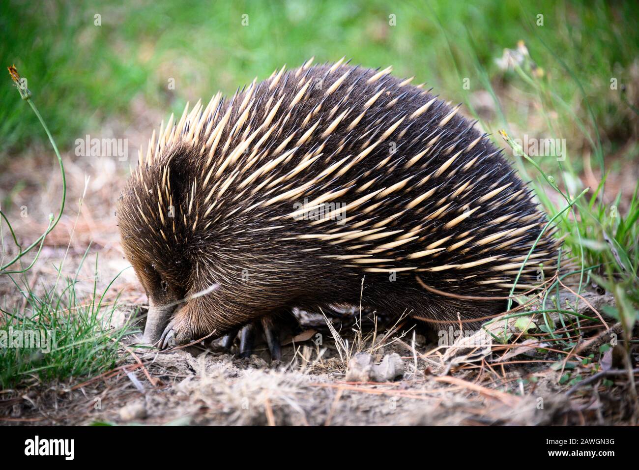 Australiano Echidna godendo di un feed di formiche nere Foto Stock