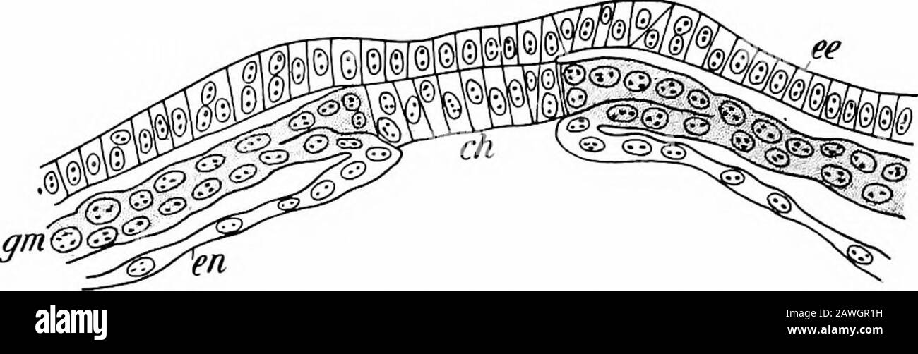 Lo sviluppo del corpo umano; un manuale di embriologia umana. Spazio omico più tardi appare. Inoltre, come è già stato sottolineato, la stratificazione di cellule che avvolgono si divide in due strati concentrici, il cui interno sembra essere mesodermico nella sua natura e forma uno strato che riveste l'interno del troblast e che si trova tra questo e l'endoderma primario. Il Thislayer non è affatto così evidente nelle forme più basse, ma è 78 LO SVILUPPO DEL CORPO UMANO. Forse rappresentato nell'ovulo rettiliano dalle cellule che sottendono l'ectoderma nelle regioni periferiche il blastoderma proprio (vedere p. Foto Stock