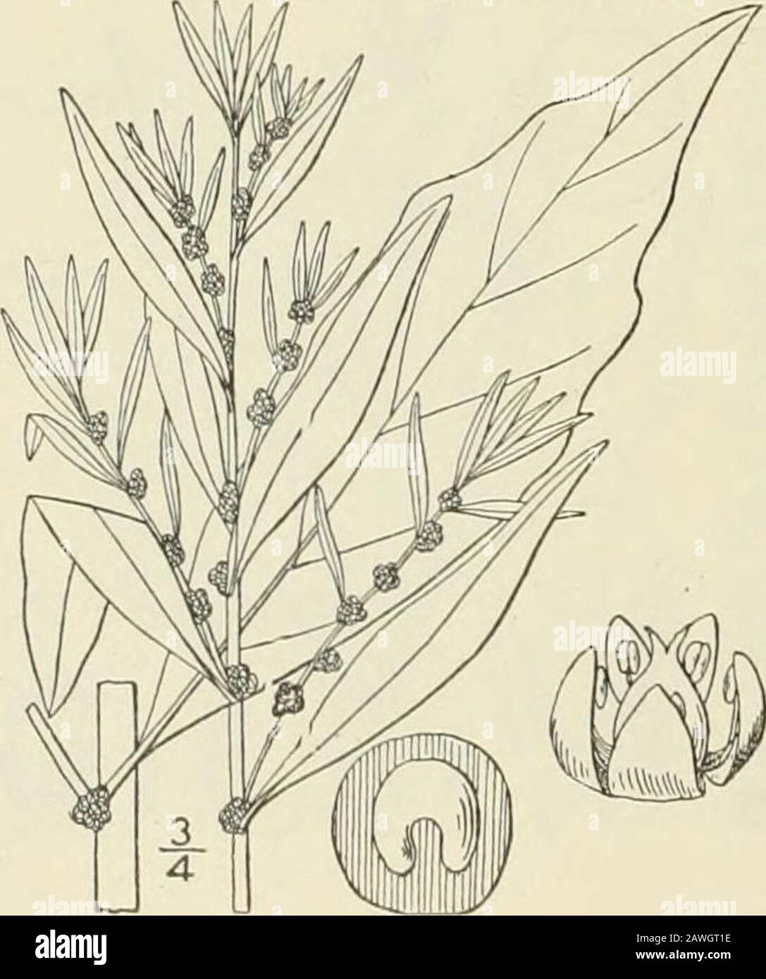 Una flora illustrata degli Stati Uniti settentrionali, del Canada e dei possedimenti britannici: Da Terranova al parallelo del confine meridionale della Virginia e dall'Oceano Atlantico verso ovest al meridiano 102nd; 2nd ed. Genl: FAMIGLIA GOOSEFOOT. Foto Stock