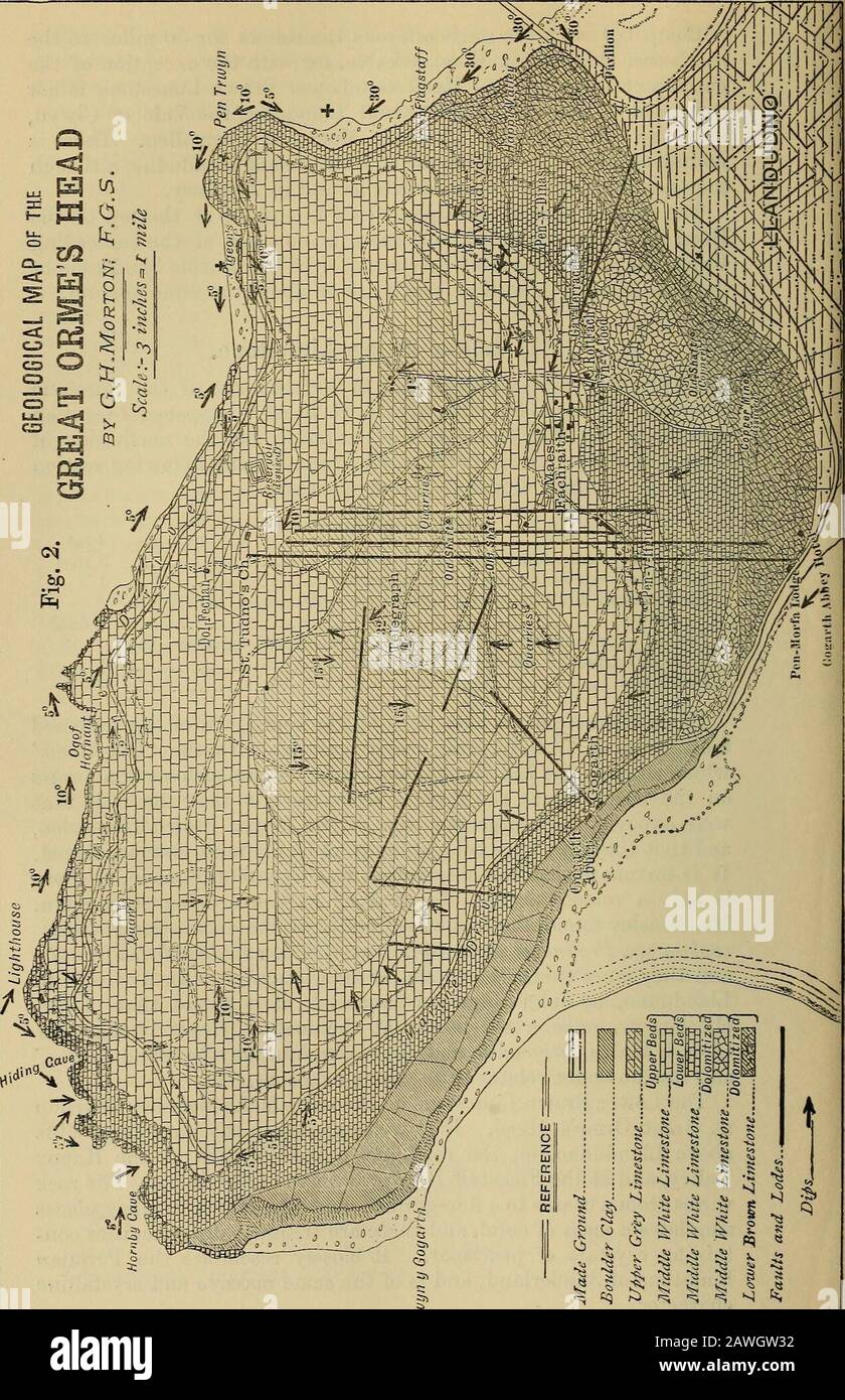 La rivista Quarterly della Geological Society di Londra . tale esposizione è stata rivista.MR. Beasley trovò i seguenti fossili nello scavo : Belle-rophon sp., Productus Cora^ Spirifera glabra, Lepidotodendron (?), e mi furono sottoposti per determinazione. In una Guida tLlandudno, di John Heywood (non denaturato), si afferma che In cava antica, una volta spiaggia di mare, ai piedi del Grande Orme, passeggiate vicino alla Chiesa, Stigmaria e Lepidotendro possono essere trovati in situ / e questo senza dubbio si riferisce alla stessa esposizione. Il Basso Calcare marrone o dolomite è il più basso sottomisionat grandi Ormes Lui Foto Stock