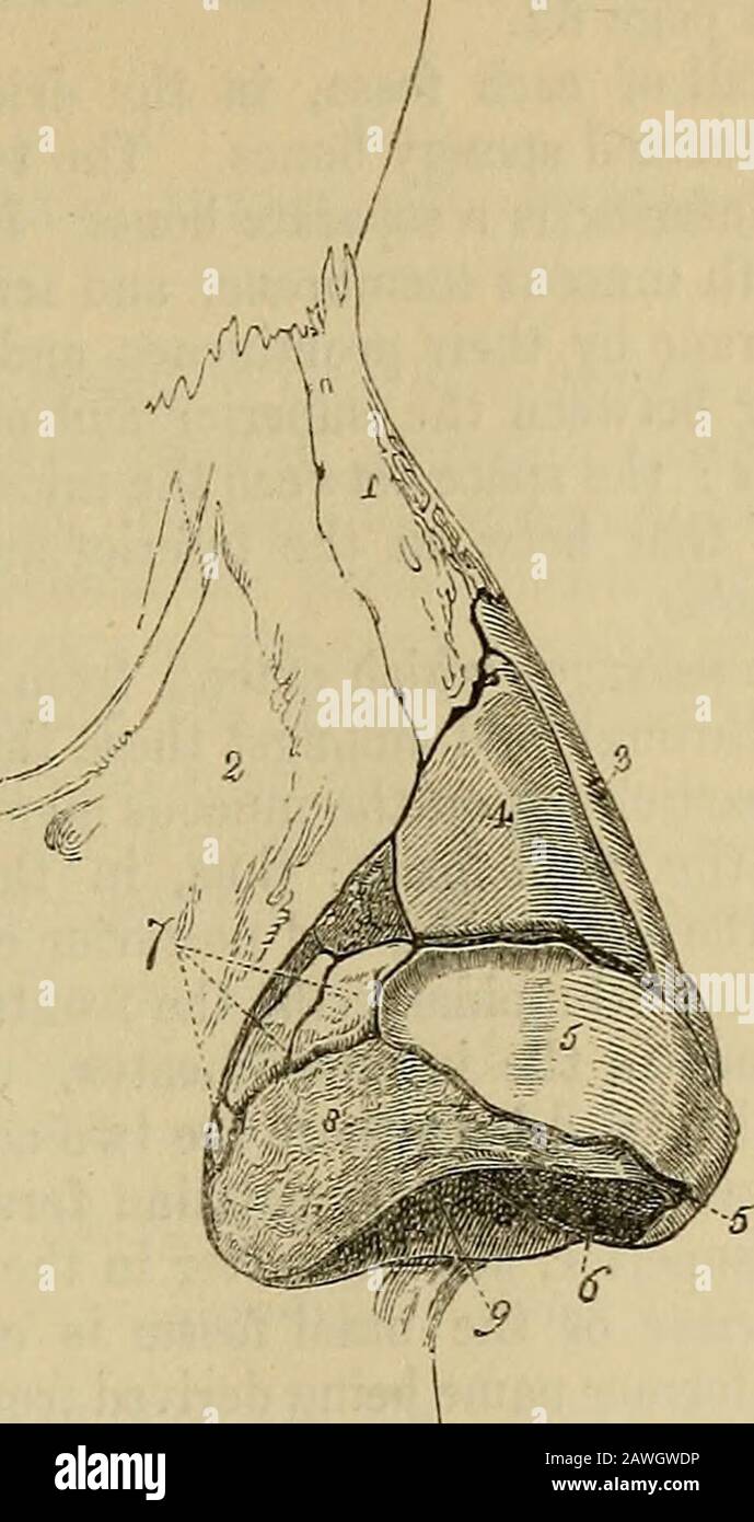 Il vademecum del anatomista: Un sistema di anatomia umana. La parte ner è collegata in modo lasco con la stessa parte dell'auto-tilage opposto, in modo da formare il cohimna. Si espande e si addensa al punto del naso per costituire il lobo, esul lato fa una curva corrispondente a quella dell'ala. Questa curva è prolungata verso il basso e in avanti nella direzione del bordo posteriore dell'ala da tre o quattro piccole lastre fibro-cartilaginee (cartilagini sesamoidi, minores cartilagini), che sono ap-pendages della fibro-cartilagine alare. L'insieme di queste fibro-cartilagesare collegato con ea Foto Stock