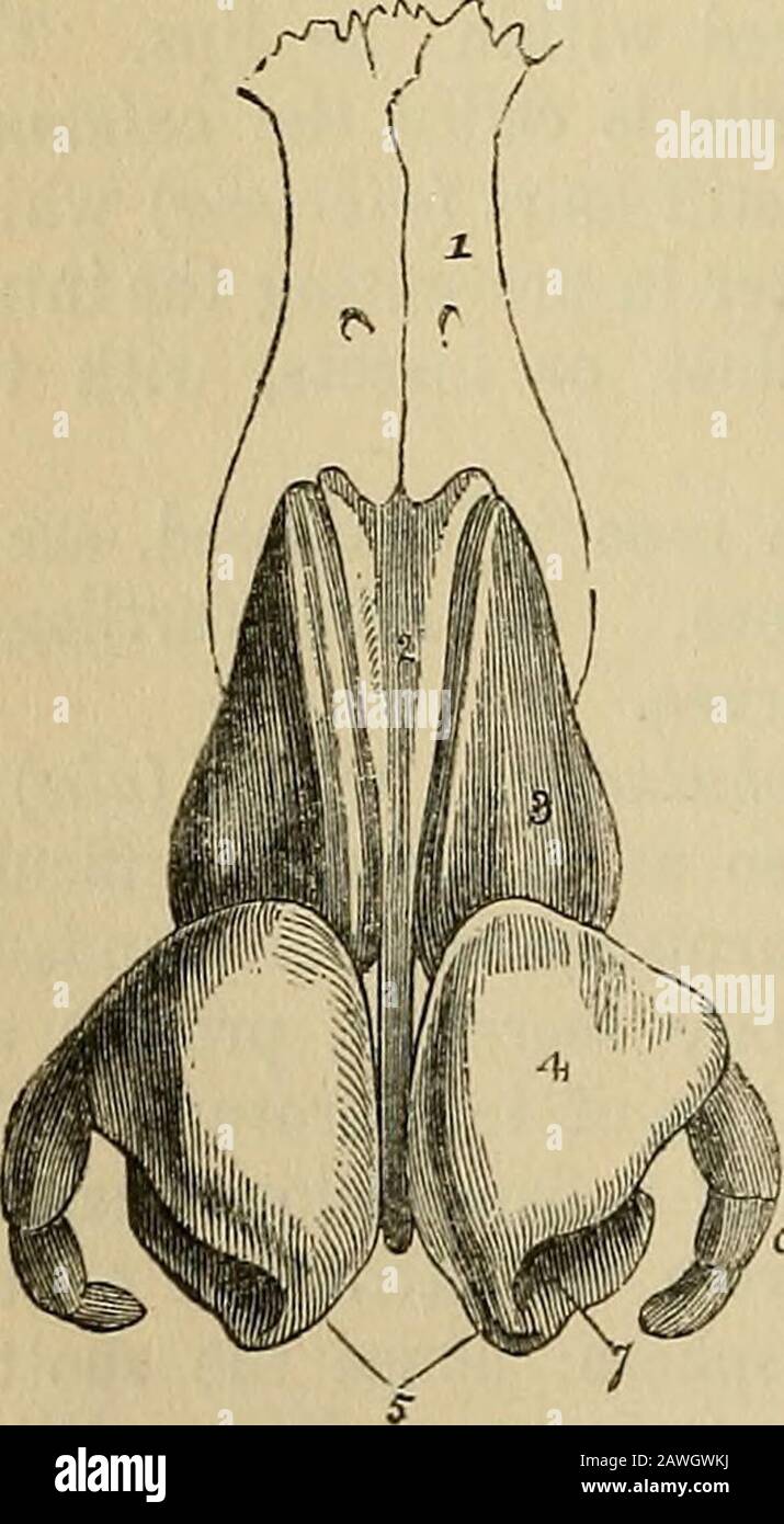 Il vademecum dell'anatomista : un sistema di anatomia umana . ave beenalready descritto con i muscoli del viso. 3. I ossa del naso sono, i processi nasali e nasali del thesusuperior mascellare. 4. Le cartilagini del Fibro danno forma e stabilità all'opera del naso, fornendo, allo stesso tempo, per la loro elasticità, contro gli infortuni. Sono in numero di cinque, vale a dire: La Rbro-cartilagine del setto, Due fibro-cartilagini laterali, Due fibro-cartilagini alari. Il Tibro-CartiJage del setto, in forma alquanto triangolare, divide il naso nelle due narici. È collegato sopra con thena Foto Stock