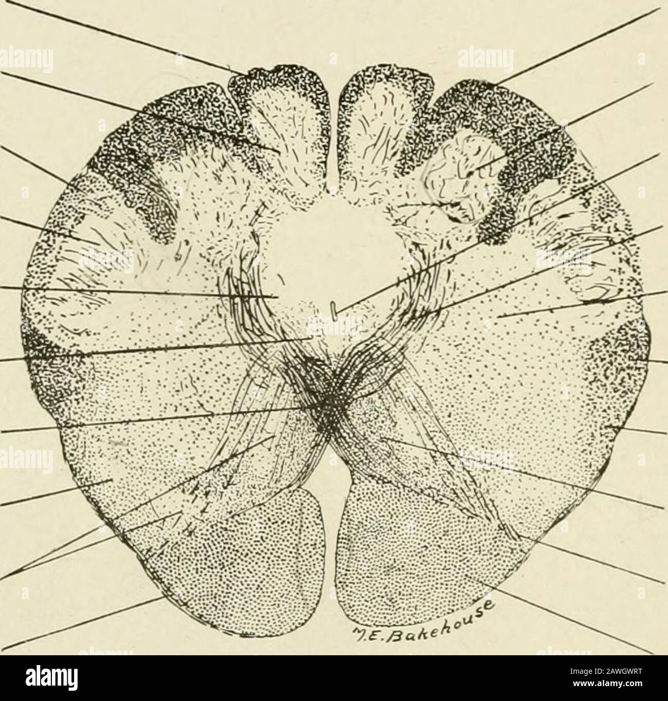 L'anatomia del sistema nervoso, dal punto di vista dello sviluppo e della funzione. Das il corpo restiforme diventa chiaramente definito (Fig. 101). Come ci si aspetterebbe dal fatto che non vi è una linea di separazione netta tra il cordone espinale e la midolla oblongata, alcune delle fibre del fascicolo cuneato terminano in thesubstantia gelatinosa (Qui noto come il nucleo del tratto spinale del nervo trigemino) e nel residuo della testa della colonna grigia posteriore (Fig. 100). Ci sono tre masse grigie più alte all'interno del funiculus cuneatus: (1) il nucleo rotondo esterno, un por iso-lated Foto Stock