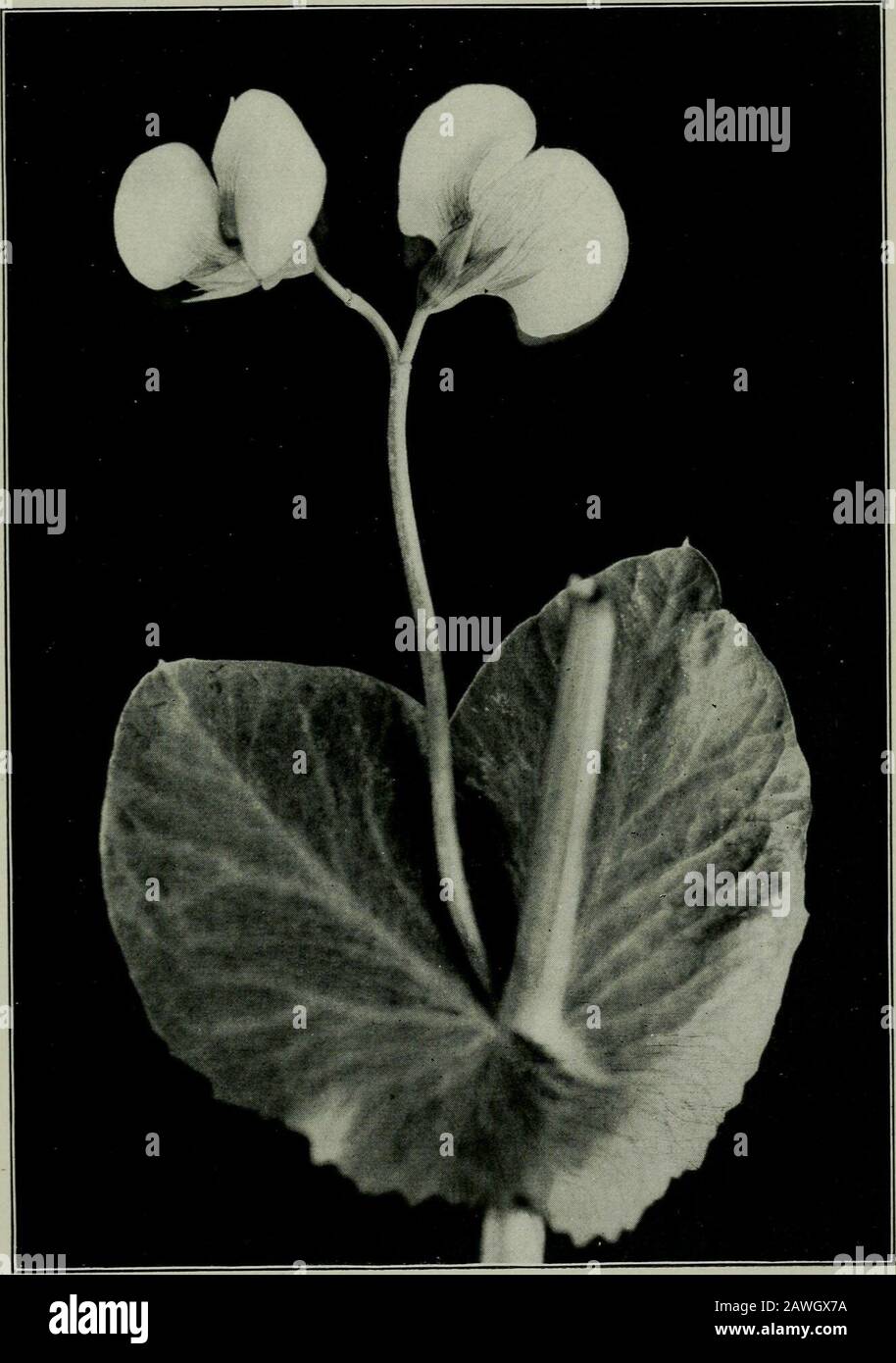 Il fiore e l'ape; pianta la vita e l'impollinazione. Suo backwith my finger. Come i fiori della pea dolce sono easilj^auto-impollinato, sono molto prolifici, anche in assenza di insetti. Un'altra specie appartenente alla famiglia dei piselli, che è alsopollinata principalmente dalle api fogliari, è l'erba medica, il più im-portant delle piante foraggere in Occidente, e una più valuablesource di miele agli apicoltori. I fiori sono noti come fiori ex-plosivi. Gli antere e lo stigma sono tenuti nella tensione del keelunder. Quando un'ape preme giù le ali e la chiglia, è stato descritto come tirando due inneschi e f Foto Stock