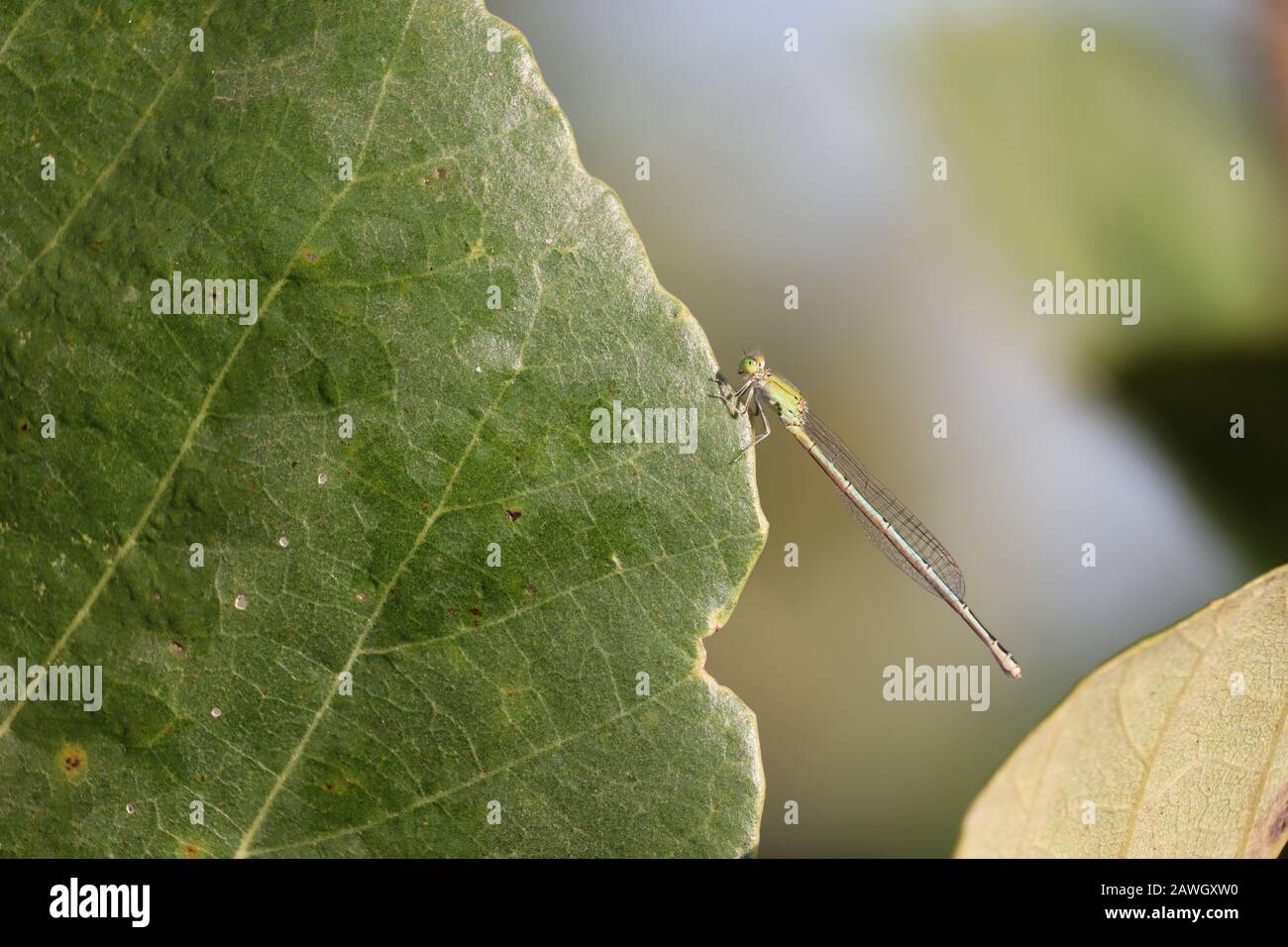 primo piano di un unico insetto maschio libellula che riposa su verde foglia grande in natura, libellula all'aperto Foto Stock