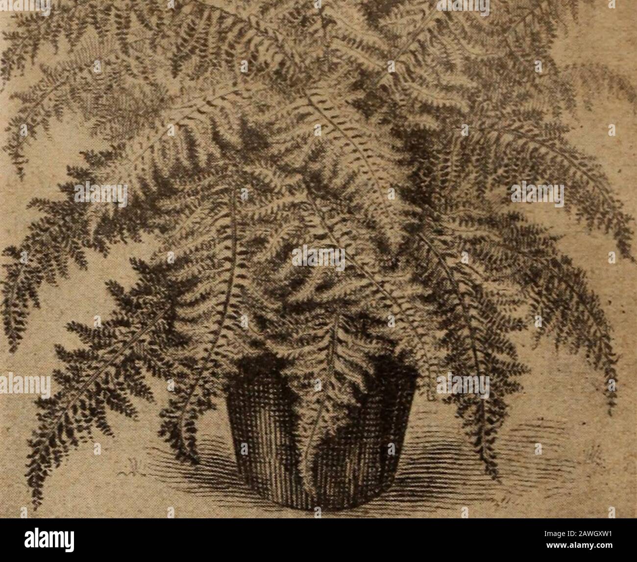 Bulbi di childs che fioriscono : bulbi che fioriscono piante che compiacano bacche che che portano . Vedi pagina 48 - Merletto Frond FANCY B. F. II B EROS A PLUmosaico FANCY FROND BOSTON FELNS Questi prodotti fronds di vario o misto tipo*, sono tutti molto belli. Coda di pesce (Furcans): Si tratta di una felce grande, entirelydistinta dall'anv delle altre varietà Di Nefroflepidi. A -New Orleans questo Fern ha la precedenza su altri. Le estremità delle pinne sono così formate asto assomigliano ad una coda di pesce, dando alle fronde un aspetto crespo, molto efficace, si sviluppa nella pianta mostshaely. Grand per la cultura della casa. 30c ciascuno. Norwo Foto Stock Bulbi di childs che fioriscono : bulbi che fioriscono piante che compiacano bacche che che portano . Vedi pagina 48 - Merletto Frond FANCY B. F. II B EROS A PLUmosaico FANCY FROND BOSTON FELNS Questi prodotti fronds di vario o misto tipo*, sono tutti molto belli. Coda di pesce (Furcans): Si tratta di una felce grande, entirelydistinta dall'anv delle altre varietà Di Nefroflepidi. A -New Orleans questo Fern ha la precedenza su altri. Le estremità delle pinne sono così formate asto assomigliano ad una coda di pesce, dando alle fronde un aspetto crespo, molto efficace, si sviluppa nella pianta mostshaely. Grand per la cultura della casa. 30c ciascuno. Norwo Foto Stock