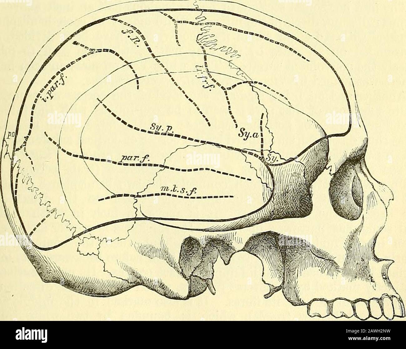 Elementi anatomici di Quain . t le due estremità del lobo limbico di Broca, Che sono separati dalla parte profonda della fessura di Sylvian, sono indirettamente uniti -ndth oneanother dalle radici del tratto olfattivo, così che il lobo olfattivo, di cui questa fonns una parte, è in iutimate connessione con il lobo limbico. Questa connessione è molto più cospicua ui animali. EELATION OP IL CEEEBRAL FISSTTRES E LE CONVOLUZIONI ALLE SUTURE THECRANIAL. Questa relazione è stata determinata per la prima volta esattamente da Broca, e successivamente è stata più ampiamente tracciata da Turner e Hefftler. Pin con broccainserved attraverso t Foto Stock