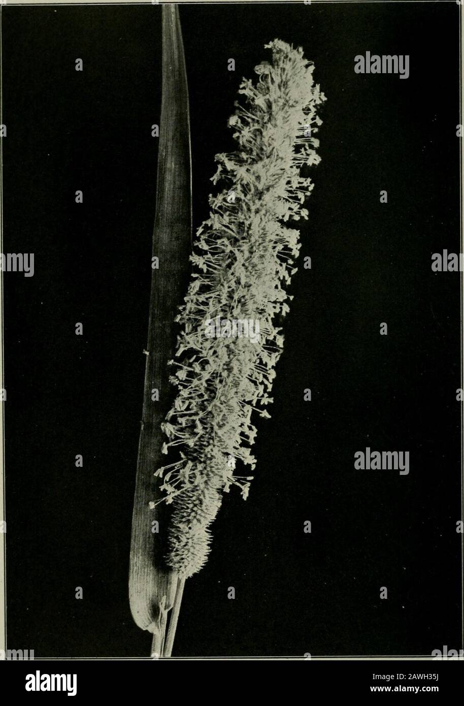 Il fiore e l'ape; vita vegetale e impollinazione . Fig. 10. Bordo Con Frange. Carex crinitaA, catkins di resistenza; B, catkins fertili. Tutte le siepi sono impollinate dal vento. Fig. 11. Mandrie-Erba. Phleum praien.seun erba impollinato all'alba Foto Stock