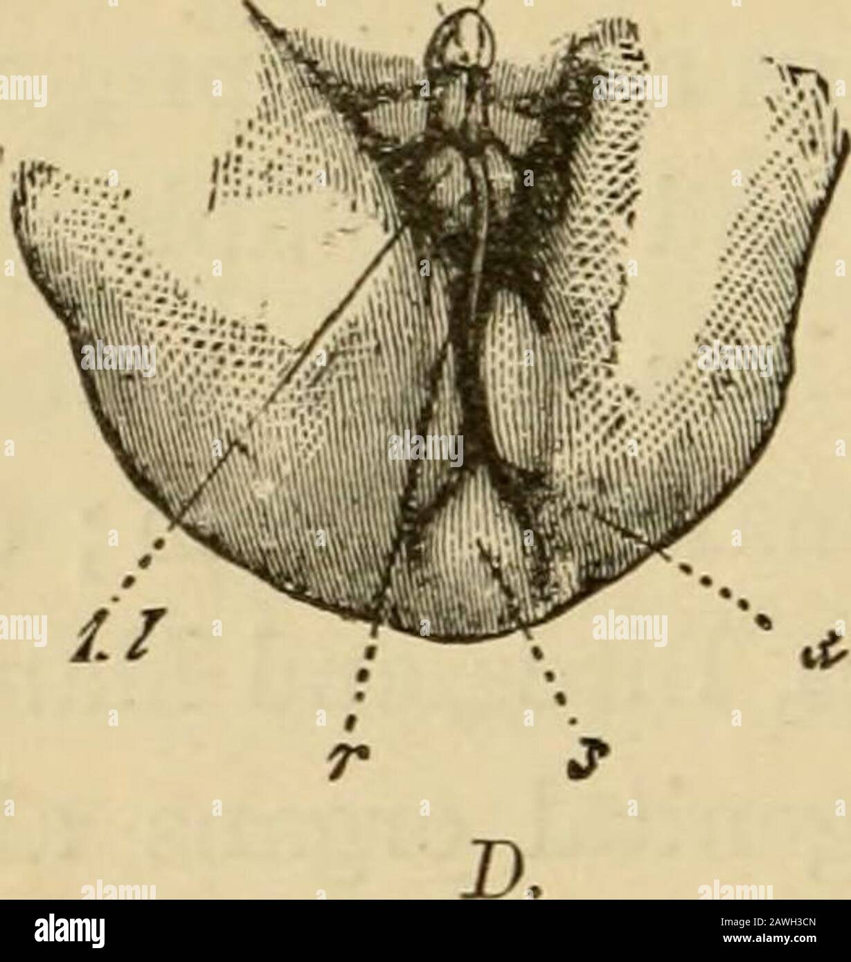L'evoluzione dell'uomo : esposizione popolare dei principali punti di ontogenicità e filogenesi umana . 2- p. A. M- € Foto Stock