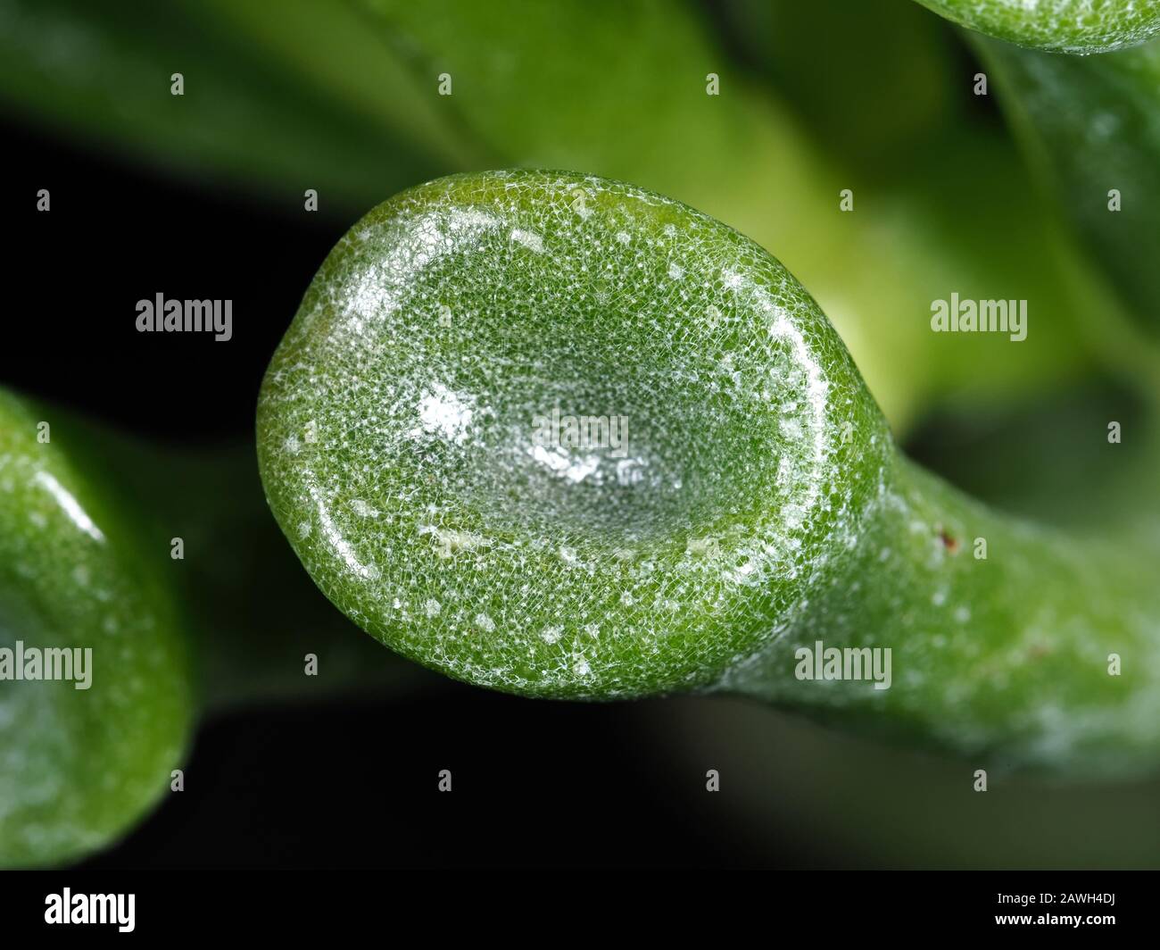 La jade tromba (Crassula ovata 'Gollum') lascia da vicino Foto Stock