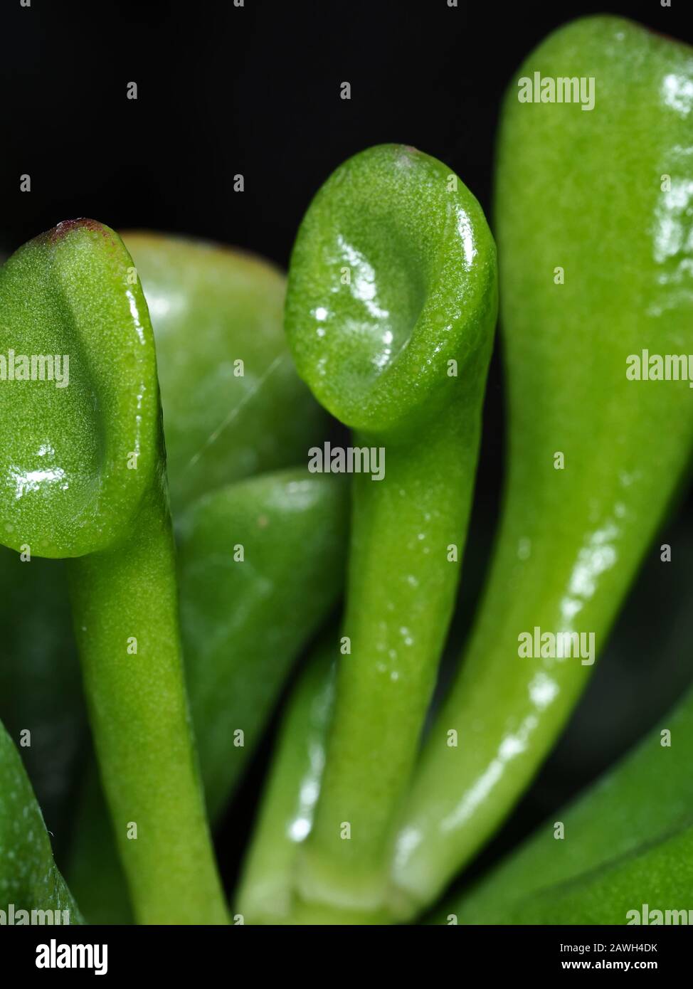 La jade tromba (Crassula ovata 'Gollum') lascia da vicino Foto Stock