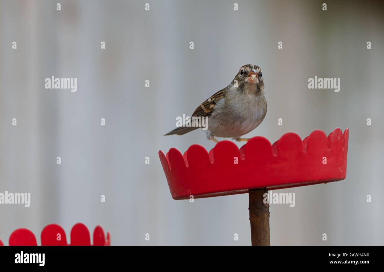 Un piccolo fringuello che mangia il birdseed da un alimentatore di uccelli. Foto Stock