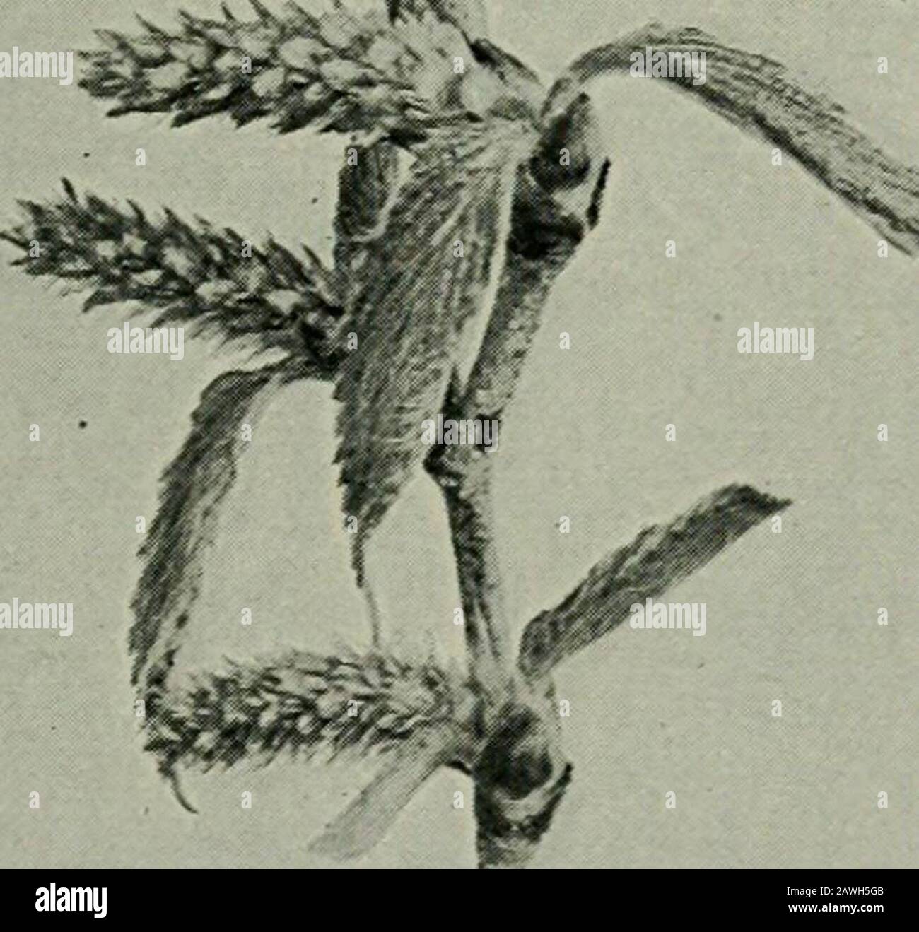 Il fiore e l'ape; vita vegetale e impollinazione . Fig. 7. Betulla Gialla. Betiila luteA, fertili catkins; B, catkins di resistenza. Un albero eolico impollinato IL FIORE E L'APE diversi fiori e fiori-grappoli o sullo stesso albero o su alberi diversi. I fiori fertili sono anche più alti sul ramo che la sterile. Anche nell'almo una parte dei fiori sono non isessuali. Gli stigmi sono in una condizione ricettiva due o tre, o anche quattro o cinque, giorni prima dell'anthersopen, o a volte gli anthers possono maturare prima del stigmas.The i fiori pistillati, solitari o in grappoli, Foto Stock