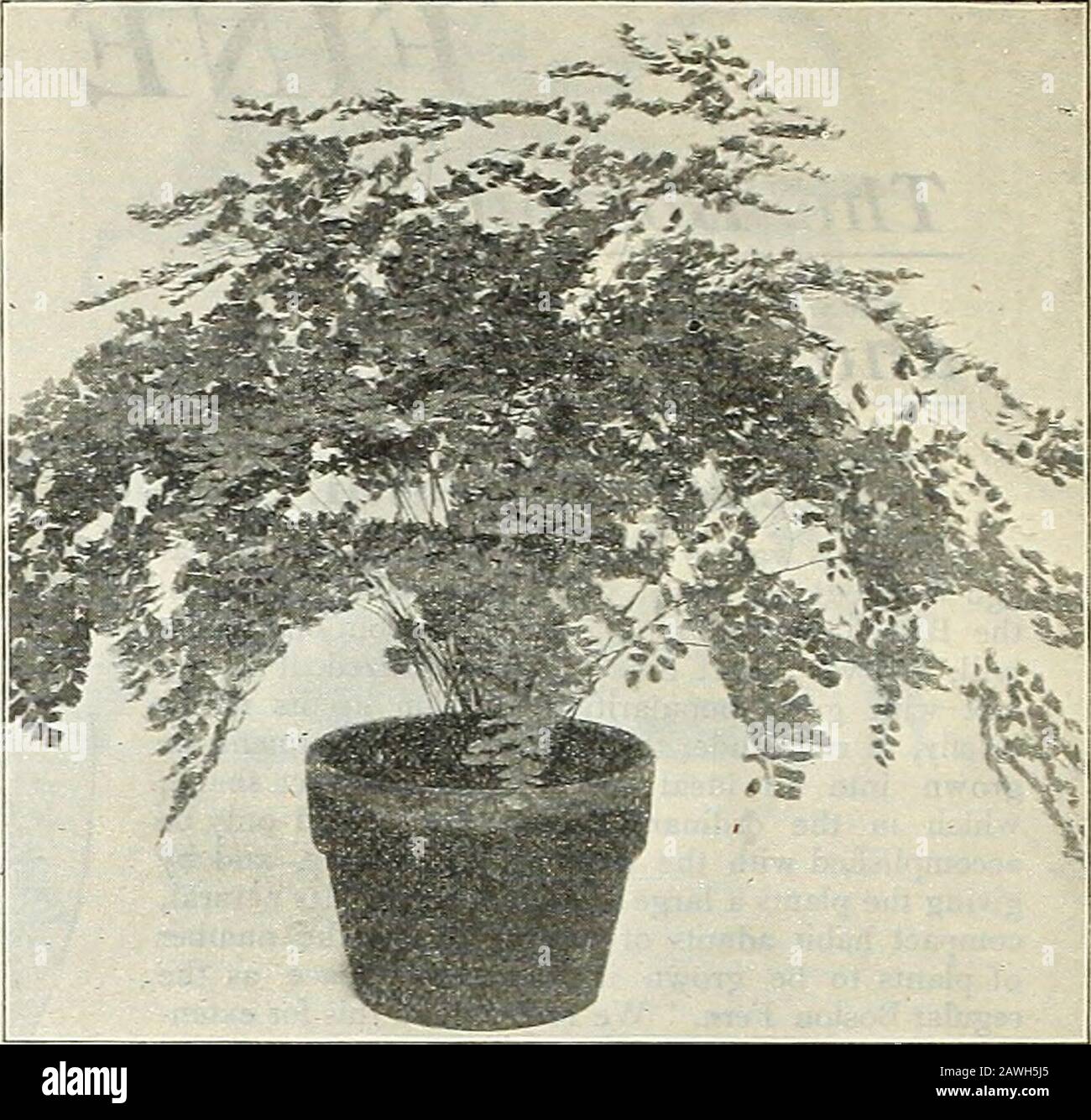 Listino prezzi all'ingrosso di Dreer : bulbi piante semi di fiori semi vegetali semi di erba fertilizzanti, insetticidi, utensili, ecc . Caudatura Capillus Veneris • Mariesii Charlottse .Cuneatum Variegatum Croweanmn( 5^(?/(7o-&Lt;? 79Dolabriformis.Farleyense Formosum Grandiceps MundenullumPubescens . Pulverulentum Rhomboideum Rochfordianum Wiegandii Alsofilla Australis . A It Aspidium Tsusimense Asplenium Obtusilobium Nidus Avis. Pentole da 5 pollici, 60 cts. Ogni vaso da 6 pollici, 1,00 USD ciascuno.Blechnum Occidentale.Cyrtomium Can-otidKum Falcicatum . Fortuna! . Davallia Fijiensis Plumosa Majus , Pentafilla . Stricta .... Foto Stock