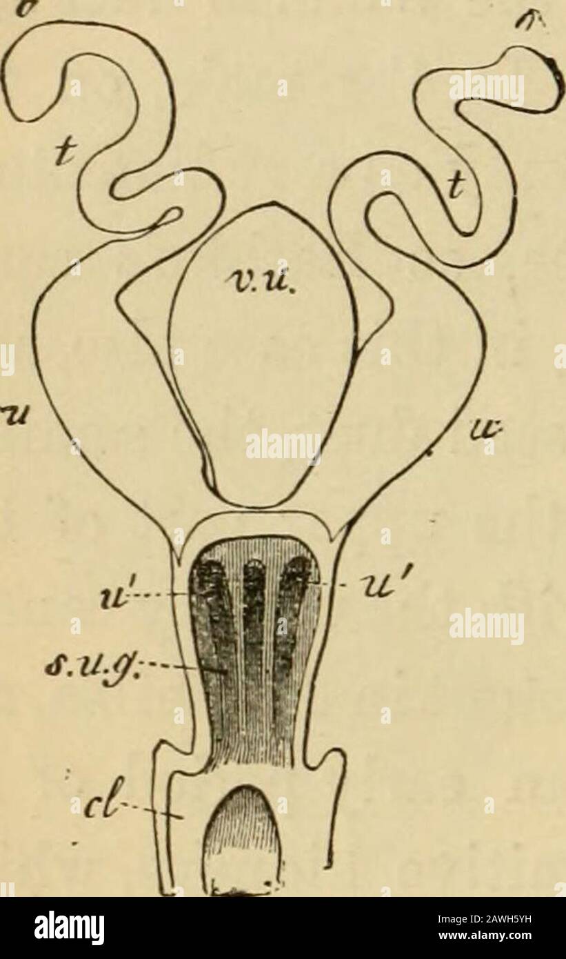 L'evoluzione dell'uomo : una popolare esposizione dei principali punti di ontogenicità e filogenesi umana. Reni vive, dove i Vertebrati non amnionati non persistono per tutta la vita come organo teurinsecretorio, sono superati dai secondaryrognoni. I reni primitivi reali spariscono in tutto l'embrione all'inizio, lasciando però piccole tracce. Nel Mammifero maschio il testicolo supplementare (epididimo) si sviluppa dalla parte superiore del primitiveKidney; nella femmina la stessa parte dà luogo ad un organo uselessrudimentale, l'ovario supplementare (parovarium).. Nel Mammifero femmina il Mii Foto Stock