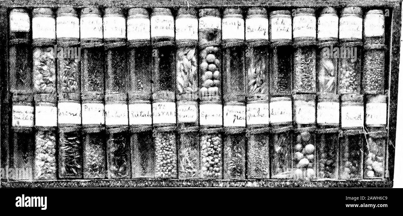 Agricoltura produttiva . f un campo cattivo di erbacce annualeweds è di ruotare i raccolti da seeding spesso il campo toclover o erbe. Erbacce annuali sono raramente trovate in suchfields, particolarmente dopo il primo taglio del fieno. Le erbacce biennali sono quelle piante che vivono due anni, il primo anno che fa una crescita vigorosa e che immagazzina il somenourishment, ma che non portano i fiori né i semi fino all'estate thecond. Non esistono molti tipi comuni di 30 erbacce AGRICOLE PRODUTTIVE in questo gruppo. Burdock, garzatrice, toro, carota (Iig. Loo) e ] mrsnip sono comuni erbacce biennali. Le erbacce perenni vivono parecchi anni Foto Stock