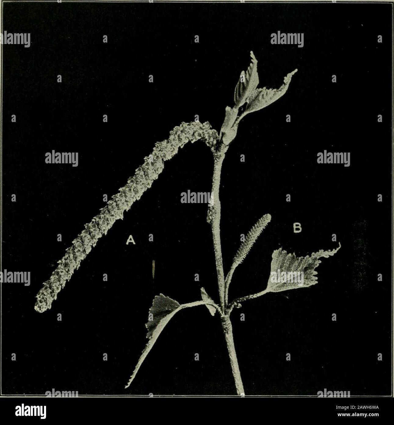 Il fiore e l'ape; vita vegetale e impollinazione . Fig. 5. Bayberry. Myrica carolinensisA, fertili catkins; B, sterili catkins, che producono solo polline. Un arbusto impollinato dal vento IL FIORE E l'ALMO DELL'APE sono in gran parte herniai)]ir(){lite o perfeet, e auto-impollinationis in gran parte prevenuto dagli stimmi che maturano i earlierthan gli anthers. Sia i fiori di STAMINATE che di pistillate. Fig. 6. Betulla Grigia. BetvJa populifolia A, catkin fertile; B, catkin staminato. Un albero eolico impollinato della cenere sono in grappoli, e nei nostri sj)ecies sono solitamente alberi differenti. Tutti questi generi possiedono c Foto Stock