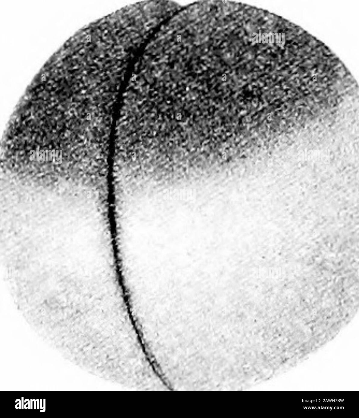 Lo sviluppo del corpo umano; un manuale di embriologia umana. Stadio ht-celled; C, stadio 16-celled; D, blastula precoce; e, blastula; F, sezione di blastula.-(Hatscheh.) sé stessi sotto forma di una sfera cava che è nota come astula (Fig. 16, E). La quantità minima di tuorlo presente nell'ovulo di Amphioxus si raccoglie in una fase iniziale della segmentazione in corrispondenza di un polo dell'ovulo, le cellule contenenti essendo alquanto più grandi di quelle dell'altro polo (Fig.16, B), E nella blastula le cellule di un polo sono più largeree ricche di tuorlo rispetto a quelle dell'altro polo (Fig. Foto Stock