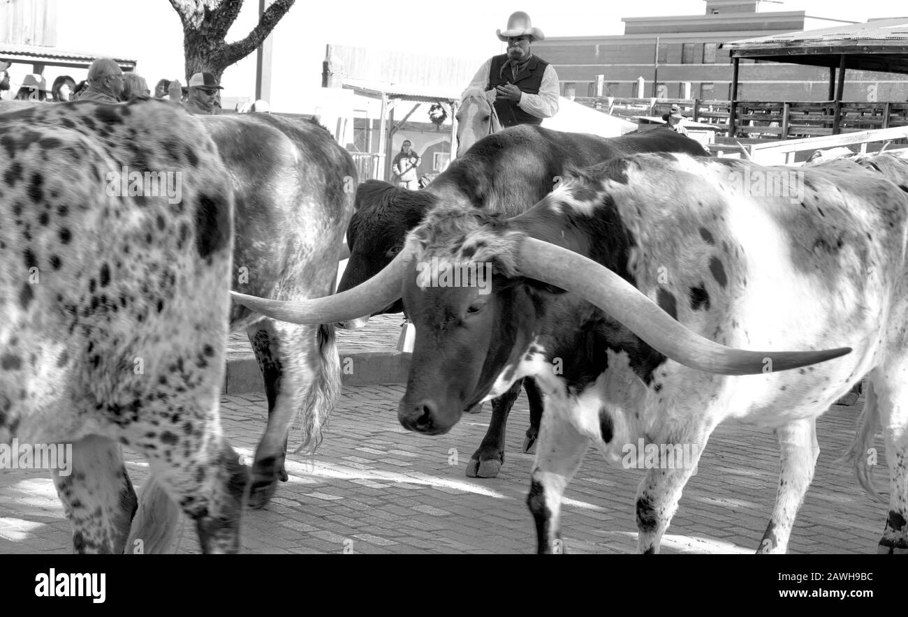 Fort Worth, Texas, Jan.15.2020 - Longhorn Cattle Drive presso il Fort Worth Stockyards, che si svolge ogni giorno alle 10:30 e alle 4:00 gratuitamente per l'esperienza. Foto Stock