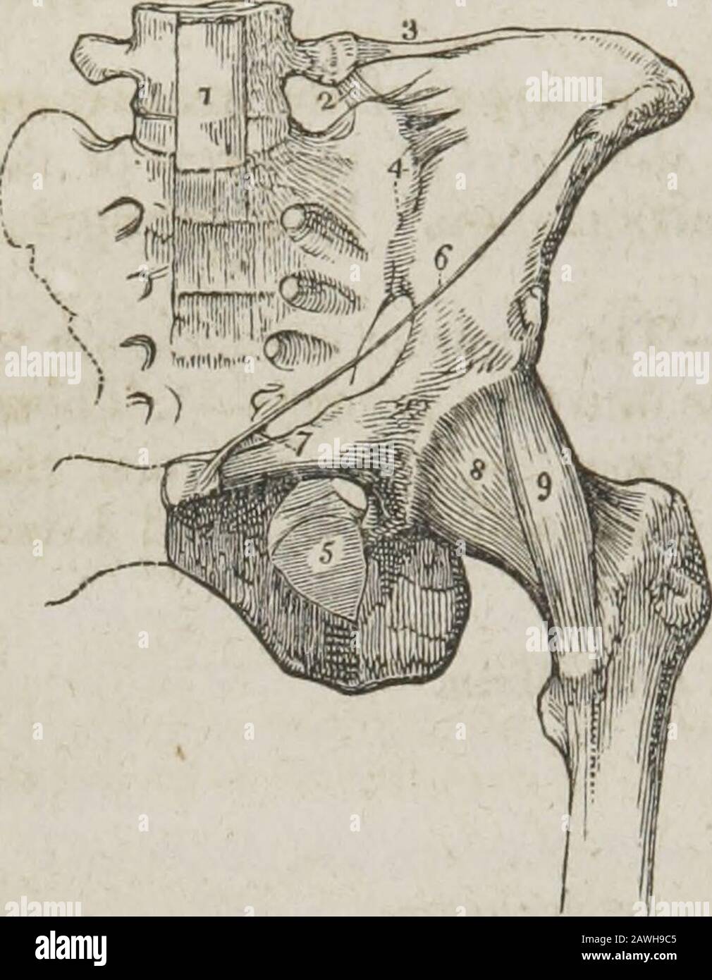 Un sistema di anatomia umana, generale e speciale legamento seoso. La metà anteriore o auricolare è rivestita di cartilagine, che è più spessa sul sacro che sul theilium. La superficie della cartilagine è irregolare, e fornita con una membrana sinoviale molto delicata, che non può essere dimostrata 14 158 LEGAMENTI DEL BACINO. Foramen, foramen. Fig.79.* nell'adulto; ma è evidente nel soggetto giovane, e nella gravidanza da pelliccia femminile. 2. Tra il Sacrum e L'Ischio.- Il legamento anteriore o inferiore sacro-ischiatico è sottile, e triangolare nella forma; è attaccato dal suo apice alla spinetta Foto Stock