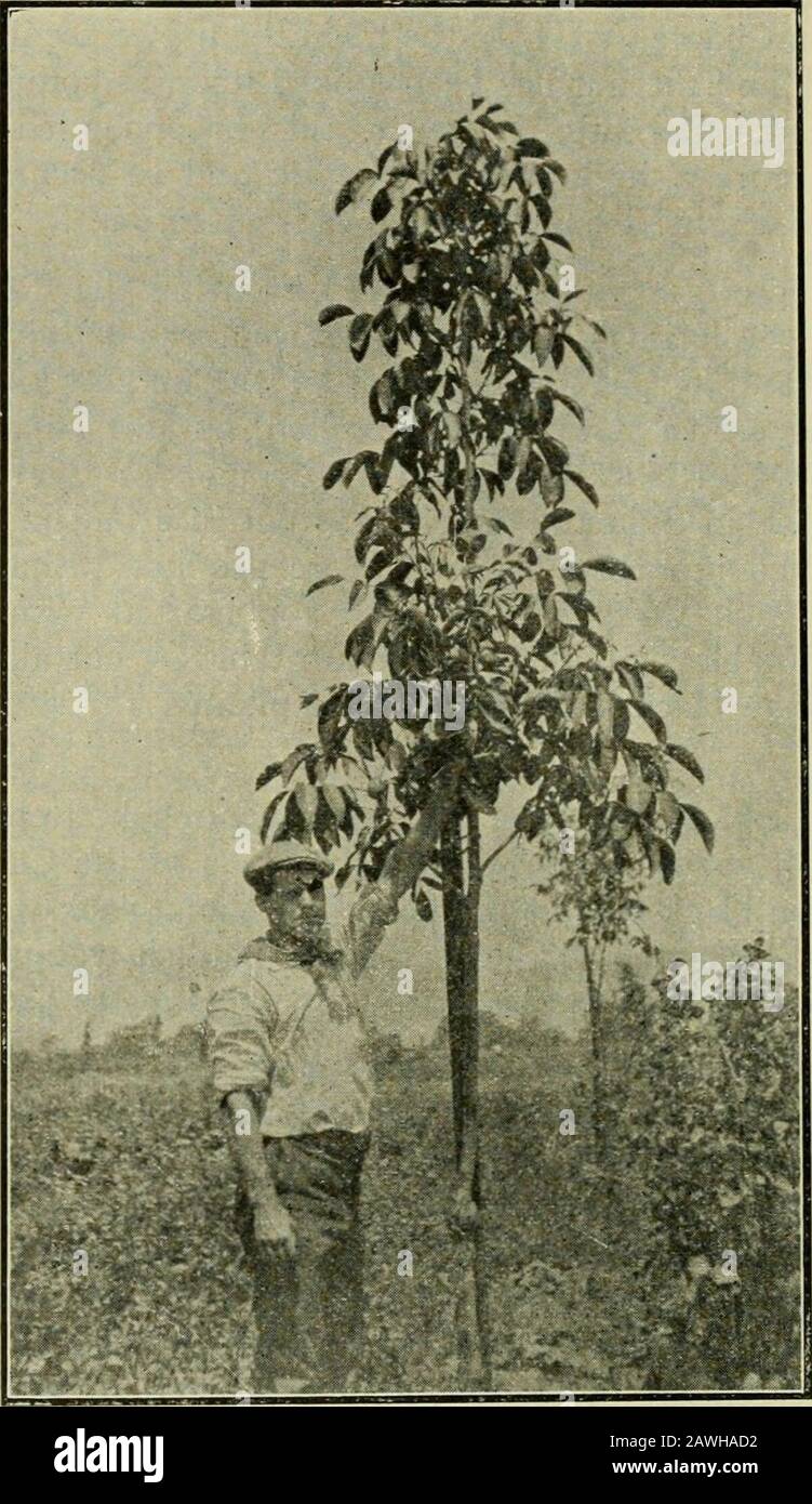 I frutti della California e come coltivarli; un manuale di metodi che hanno prodotto il più grande successo, con le liste delle varietà meglio adattate ai distretti differenti dello stato. Fissato ly per crescere una percentuale giusta di giovani pianta uguale a se stesso. Solo da un totwo per cento delle piantine di gran parte Royal ibridi è uguale a thepatpadre, e la percentuale di anche il miglior diritto California è onlyfrom quindici al venti per cento, e i più poveri dare meno di un per cento. Al momento, con un sistema di germogliazione, siamo in grado di eliminare i quinti dei dadi più deboli in crescita, e noi piantiamo il Foto Stock