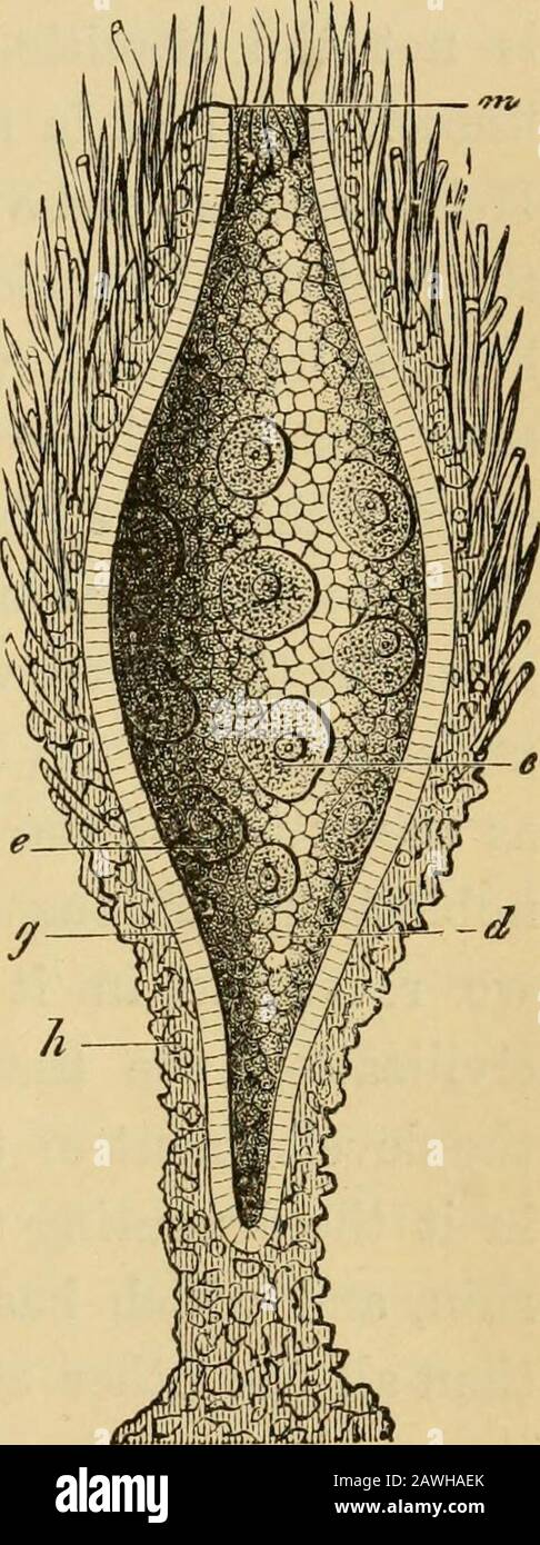 L'evoluzione dell'uomo : un'esposizione popolare dei principali punti di ontogenicità e filogenia umana . e processi mostvariati e notevoli, è, anche, una delle cause più importanti dell'alta differenziazione nella vita ; se lo consideriamo, non possiamo sovrastimare questo ricalcolo dell'amore alla sua primitivesource, al potere di attrazione sia-tween due differenti cellule. Ogni dove in tutta la natura animata Fig. 315.-sezione Longitudinale dell'aHalifisema (Gastrceada). Le cellule ovocellule (e) epiteliali areingrossate dell'entoderma (g), e si trovano liberamente nel cav intestinale primitivo Foto Stock
