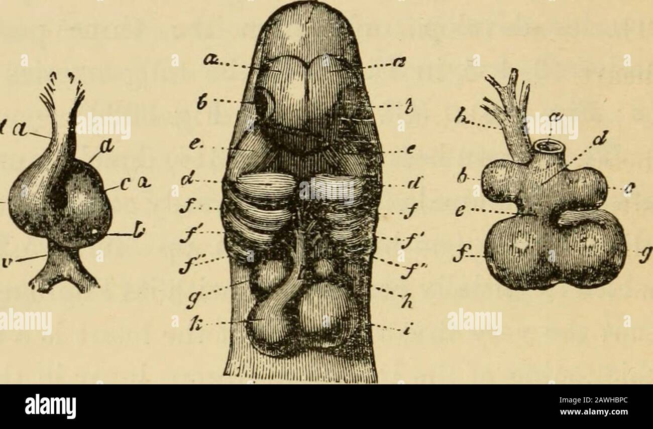 L'evoluzione dell'uomo : esposizione popolare dei principali punti di ontogenicità e filogenesi umana . e r-. Fig. 307.- Cuore di un Eabbit embrionale, da dietro: A, vene giallastre; b, auricole; c, auricola (atrio); d, ventricolo; e, arteria-stelo; /, base delle tre coppie di archi arteriosi. (Dopo Bischoff.) Fig. 308.- Cuore dello stesso embrione (Fig. 307), dal fronte: V,yellk-venes; a, auricola; ca, canale auricolare; i, ventricolo sinistro; r, ventricolo destro; ta, arteria-peduncolo. (Dopo Bischoff.) Fig. 309.-Cuore e testa di un cane embrionale, dal fronte: A, trenino ; o, occhi; c, medio-cervello; d, pri Foto Stock