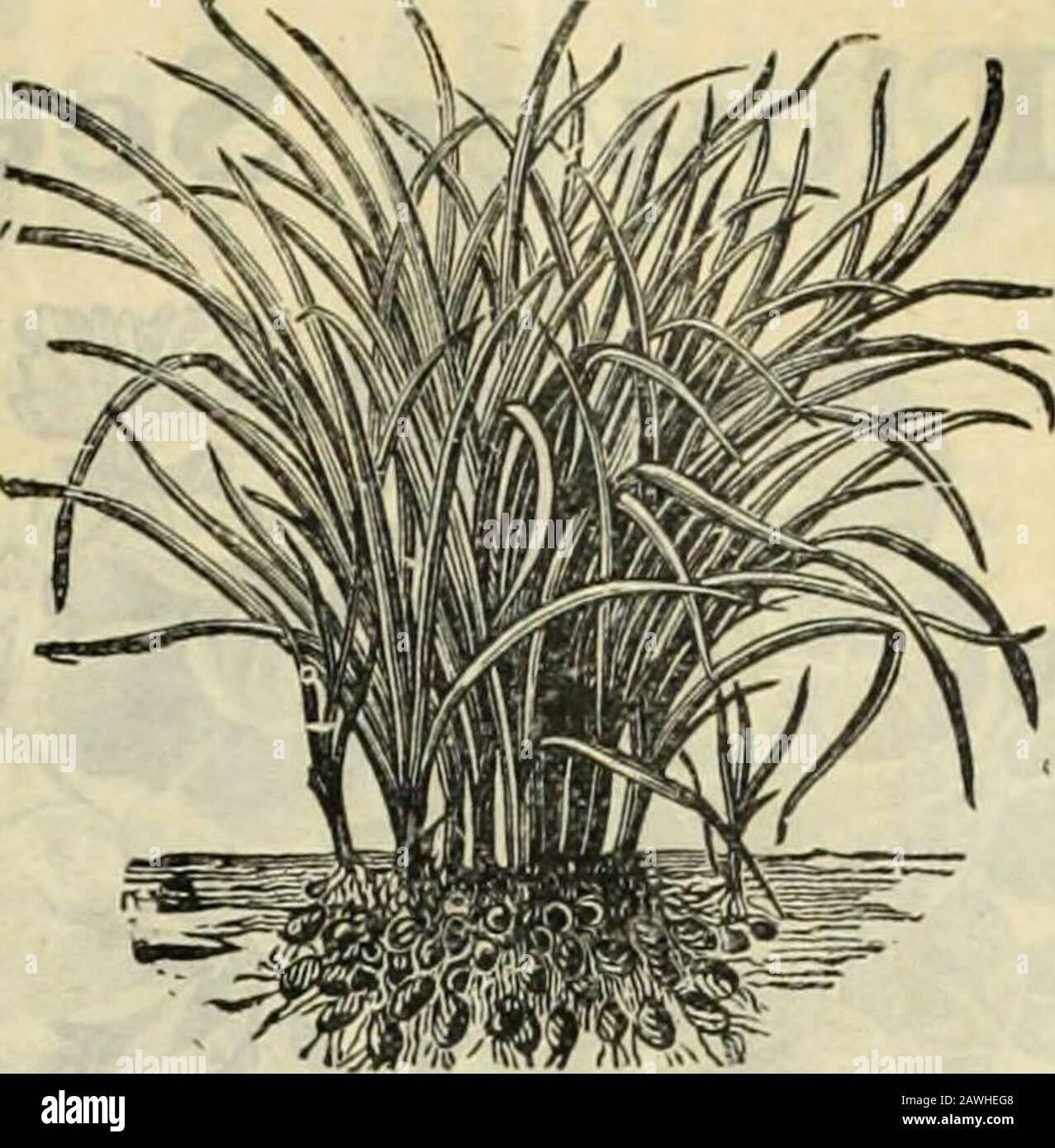 Catalogo primaverile dei semi di Alessandro : il meglio che cresce selezionato per il sud direttamente dalla fattoria a voi . 4 pinta, 30cents; pinta. 50 centesimi; quarto, 76 centesimi; pbstpa d. Ale Ilndir Seed Co., Aiiyuxld, (Ieanjin. 41. Chufas o Mandorle Macinate /^L i„„ un raccolto del sud di mo t redditizio per ingrassinf; porci e pollame.^All*lit» i dadi crescono vicino alla superficie del tlie e si raccolgono facilmente da polli hogsHud. Pianta In aprile e maggio In 3-piedi file, droppinct 2 o 3 Chufaseogni 10 a IJ pollici. Dare cultura di livello. Maturano in settembre e vogliono in terra fino a quando desiderato. Sono il migliore ingrasso c Foto Stock