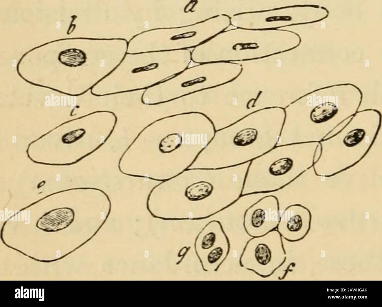 L'evoluzione dell'uomo : esposizione popolare dei principali punti di ontogenicità e filogenesi umana . en il tessuto neuro-muscolare, einfine il tessuto vascolare. La forma più antica e originale del tessuto è, senza dubbio, il tessuto di copertura (epitelio), le cellule di 362 L'EVOLUZIONE DELL'UOMO, che sono disposte in modo semplice a strata, ed estensiva la superficie esterna ed interna del corpo come copertura protettiva e secernente. Ciò è dimostrato dal semplice fatto che la formazione dei tessuti del corpo animale genera la formazione della gastrula, e che la lattera stessa consiste unicamente Foto Stock