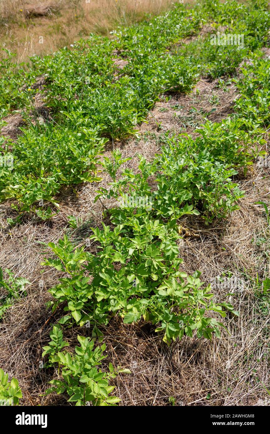 No dig giardinaggio: Piante di patate verdi che crescono in pacciame beddings di paglia secca o fieno. Foto Stock