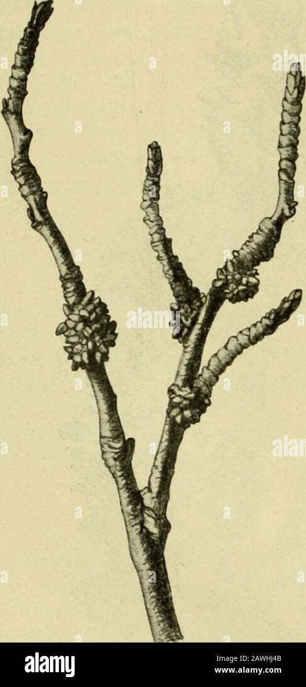 Handbuch der Pflanzenkrankheiten . Fig. 58. Endurete Kropfmaser von Ahorn 380 I. Krankheiten durch ungünstige Bodenverhältnisse. ähnliche Bildungen tretten bei selir verschiedenen Baumgattungenauf, und zwar sowohl an beliebigen Stellen der oberirdischen Achfals auch, obwohl viel seltener, bei Wurzelstockknockknospen. Besondersbevorzugt sind diejenigen Stellen, an denen aste abgeschnitten wordensind. Hier winnen dann die am Astgrunde gehäuften Proventiv- undAdventivknoschen sich zu kleinen Trieben zu entwickeln. Die aus kitesen hervorgehenden Holzelemente nehmendurch die viel Foto Stock
