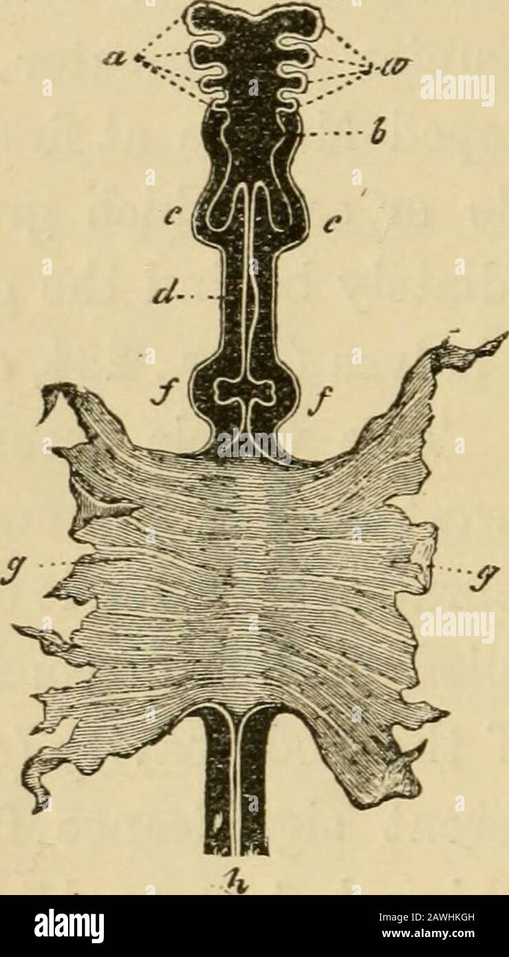 L'evoluzione dell'uomo : esposizione popolare dei principali punti di ontogenicità e filogenesi umana , non per la respirazione, ma come apparato idrostatico: Per i movimenti di nuoto verticali è la cistifellea del pesce; Ma i polmoni dell'uomo e di tutti gli altri Vertebrati respiratori d'aria si sviluppano dall'appendice simile alla vescica samedica dell'intestino anteriore, che, Nei Pesci, diventa la vescica-nuoto. Originariamente questo sacco non ha anche funzione respiratoria, butserve solo come apparato idrostatico, aumentando l'ordecrescendo la gravità specifica del corpo. Pesci, in cui il nuoto-bladde Foto Stock
