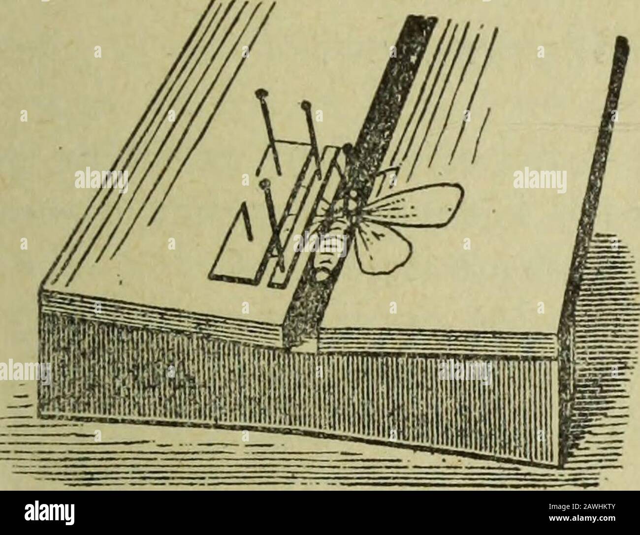 Rapporto annuale dell'Associazione Dei Coltivatori Di Frutta dell'Ontario, 1904 . Fig. 56. Come fissare ed etichettare abeetle. Foto Stock