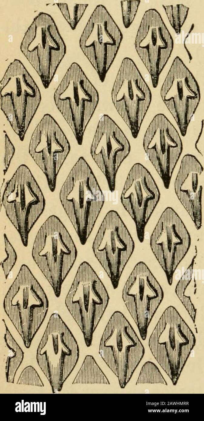 L'evoluzione dell'uomo : esposizione popolare dei principali punti di ontogenicità e filogenesi umana . l'epidermide. Il canale intestinale umano risulta quindi molto semplice nella formazione itsoriginale quanto il primitivintestino della gastrula. Esso alsoresembles quello del Worms.It più basso poi differenzia in due sec-zioni, un gill-intestino anteriore, e Jj uno stomaco-intestino posteriore, likeThe canale intestinale del Lanceletand L'Ascidia. Con lo sviluppo delle mascelle e del gill-archesit è modificato in un pesce-intestino allineare. In seguito, tuttavia, l'intestino tenue, che è un memorialof Foto Stock