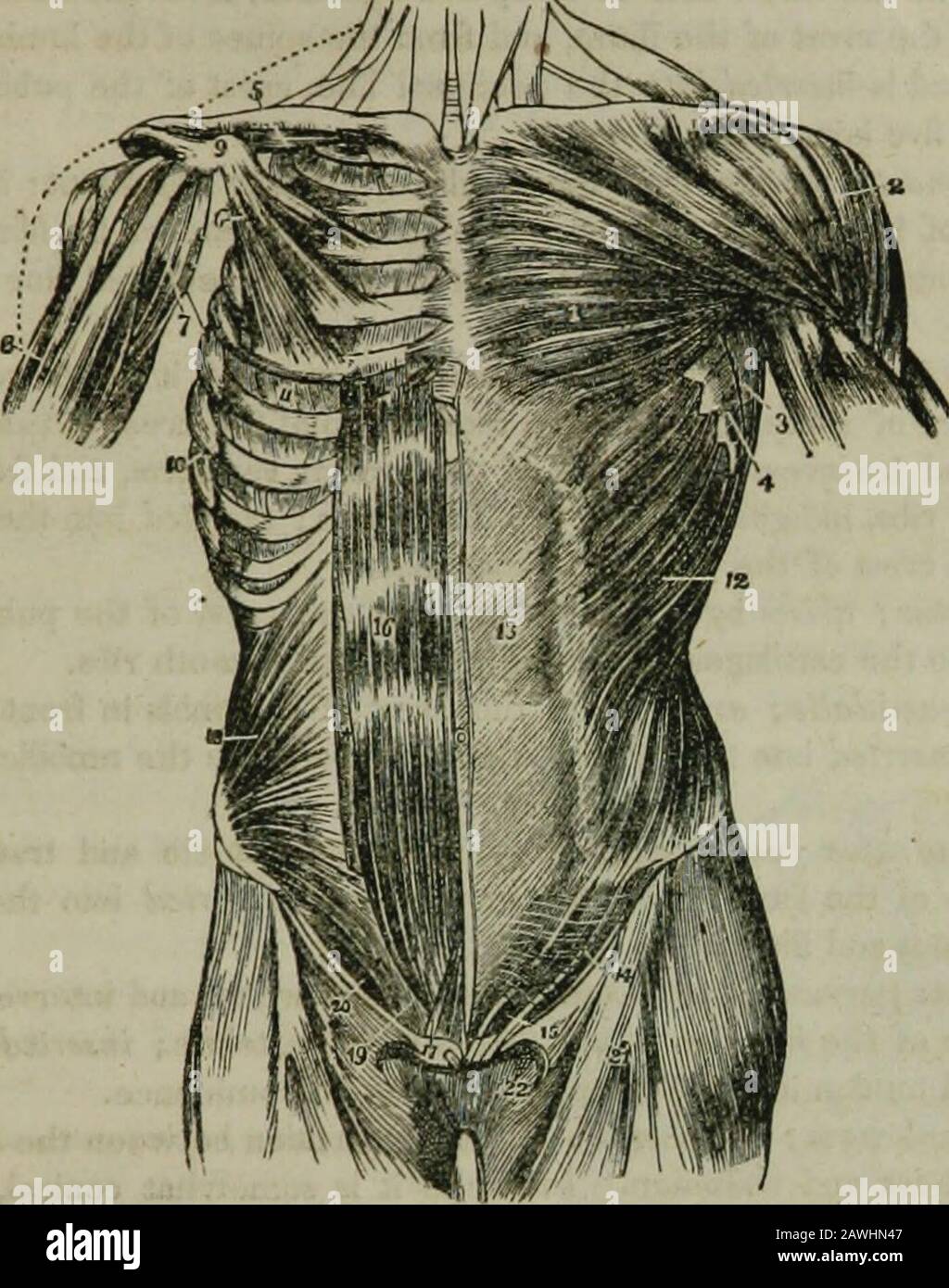 L'enciclopedia idropatica : un sistema di idropatia e igiene in otto parti  ..designed come guida a famiglie e studenti, e un testo-libro per i medici.  ament è quella parte dell'aponeu-rosis inserita nella