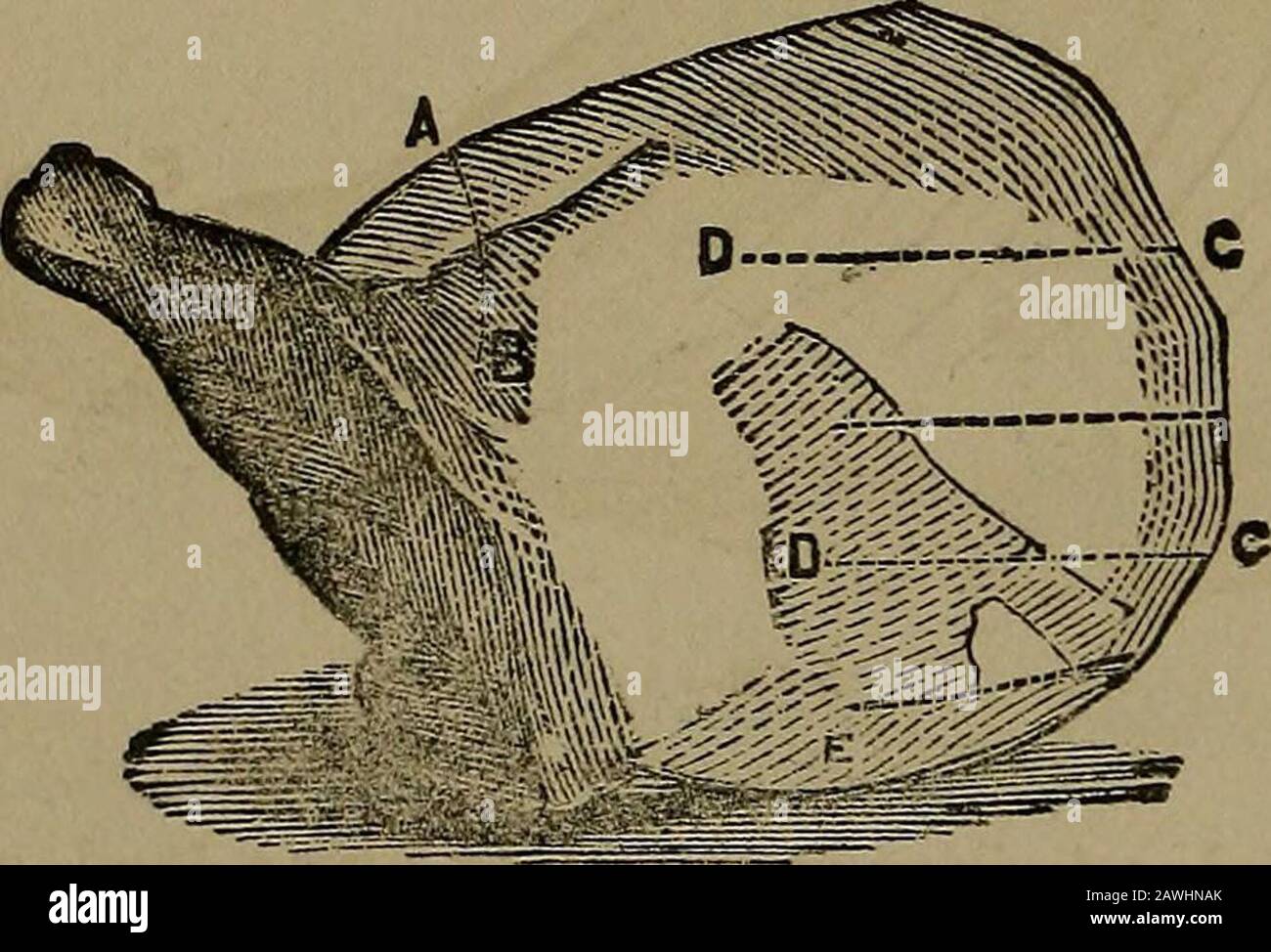 La famiglia cyclopædia di ricevute pratiche e vuole quotidiano . tra il fuso a snodo eulteriore fine, b. Iniziare tagliando sottili fette profonde fino a prendere fette di grasso dalla fine. Molti preferiscono il knucklepart, che è in generale dieci-der. Le fette buone possono essere tagliate sulla parte posteriore della gamba; girandole verso l'alto, e tagliate alla larga, a palangari, diverse dalla direzione presa sul lato opposto. Forthe cramp-bone, cut down to the cosce-bone, at d ; then pass the Knife underthe cramp-bone. Hunch di Mutton.- Faccia un taglio profondo giù all'osso vicino al portafuso, che lasceranno la fuga del sugo. Quindi tagliare le sezioni Foto Stock