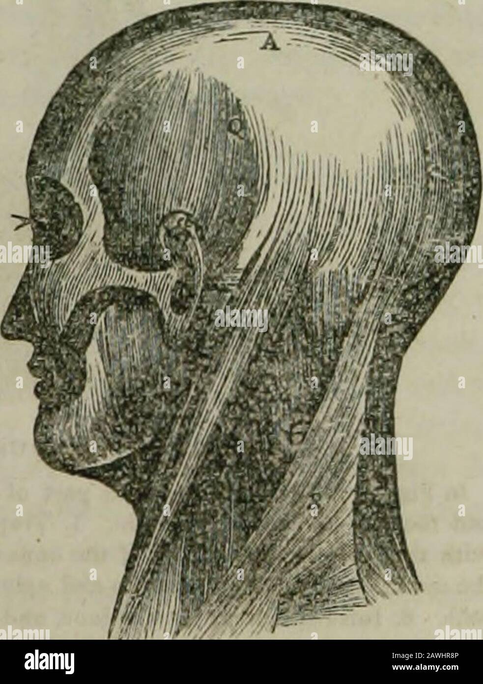 L'enciclopedia idropatica : un sistema di idropatia e igiene in otto parti ..designed come guida alle famiglie e agli studenti, e un testo-libro per i medici . MUSCOLI DELLA TESTA E DEL COLLO DELLA SCHIENA. I muscoli della schiena sono divisi in sei strati. Prima Latep -Owo Muscoli: 1. Trapezius; deriva dall'ANATOMIA superiore 102. Linea R.urved dell'occipite, legamento del collo, e spine delle vertebre dorsali; inserito nella colonna vertebrale e acromion dello scnpuh, e scapolare terzo della clavicola. 2. Lalissimus dorsi, coprendo la Fig. 49. Foto Stock