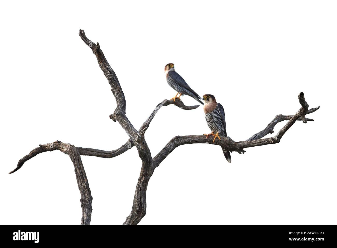 Falco a collo rosso nel suo habitat naturale nella Gambia Foto Stock