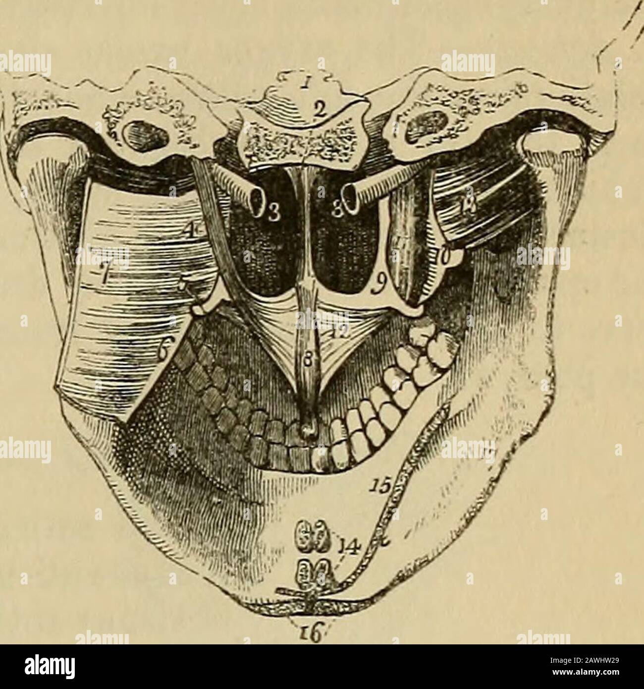 Il vademico della vade mecum : un sistema di anatomia umana . ti (circonflexus) è un muscolo sottile e appiattito; si aises dalla fossa scaphoid alla base della piastra internalpterygoid, dalla parte adiacente dell'osso sphenoide, e dall'aspetto anteriore del tubo Eustachian. Scende al processo tehamular, intorno al quale tm-ns, e si espande in una tendinousaponeurosi, che è inserita nella cresta trasversale sulla porzione hori-zontale dell'osso del palato, e nel raphe. Relazioni.-Dalla sua superficie esterna con il pterygoidmuscle interno; dalla sua superficie interna con il le Foto Stock