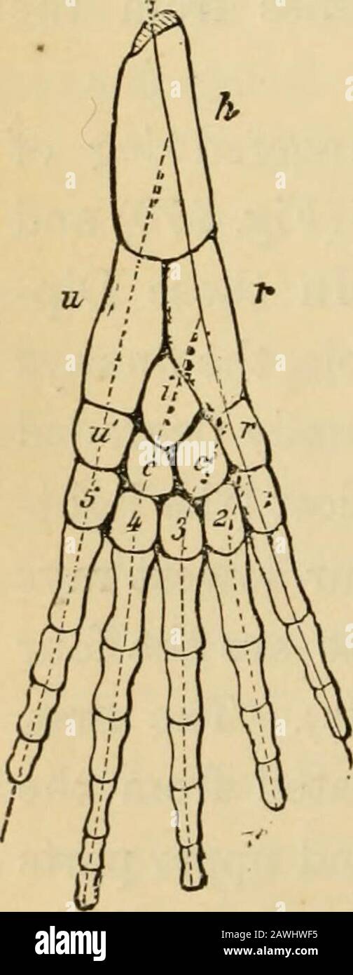 L'evoluzione dell'uomo : esposizione popolare dei principali punti di ontogenicità e filogenesi umana . Fig. 267. Fig. 269.. Fig. 270. Foto Stock