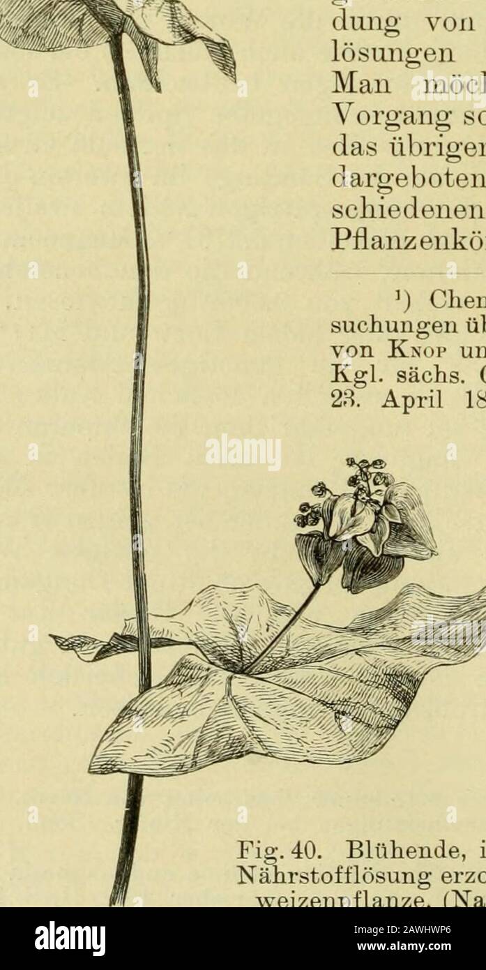 Handbuch der Pflanzenkrankheiten . es Säuregehaltes im Pflan-zensafte. Da unter den aufgenom-menen Säuren die Phosphorsäureüberwiegt, so glaubt Knop dieserSäm-e die von Nobbe beobachtete,gTöfsere Fruchtbarkeit bei Anwen-dung von chlorhaltigen Nährstoff-lösungen zuswomnowie^eiben zu dürfen.Man möchte sich demnach denVorgang so erklären, dafs das Chlor,übrigens nje das Wurendenen- enchendenen der en der en- Quantitäten, imPflanzenkörper anhäufen,  ,  , denchenchendenen der en der en der en der en der en der en der en der,  ,  ,   Chemisch-physiologische Unter-suchungen über die Ernährung der Pflanzevon Koi und Dwurzak. Aus Berichte D.Kgl. Sach Foto Stock