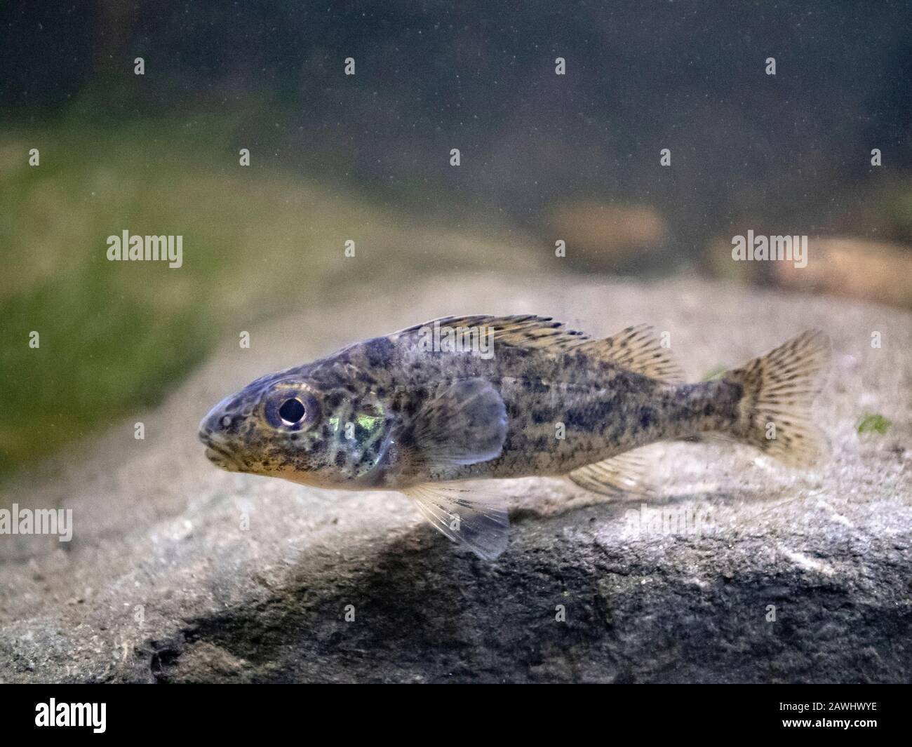 Ruffe, Gymnocephalus cernua, ruffe adulto sul letto del fiume, Nottinghamshire, gennaio Foto Stock