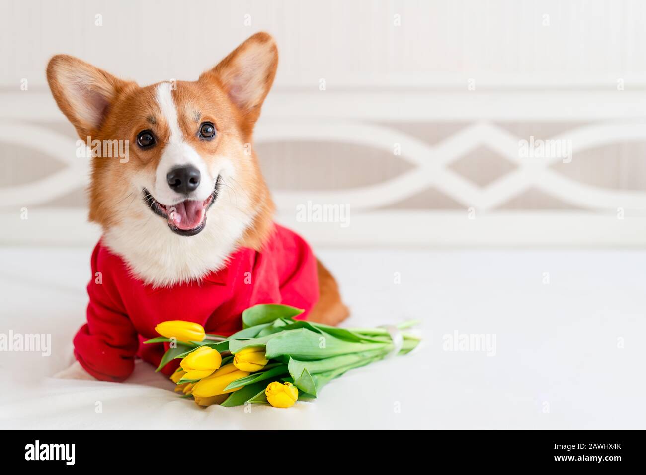 Carino cane corgi in elegante bomber rosso sedersi vicino ai fiori tulipani. Concept di moda per animali domestici Foto Stock
