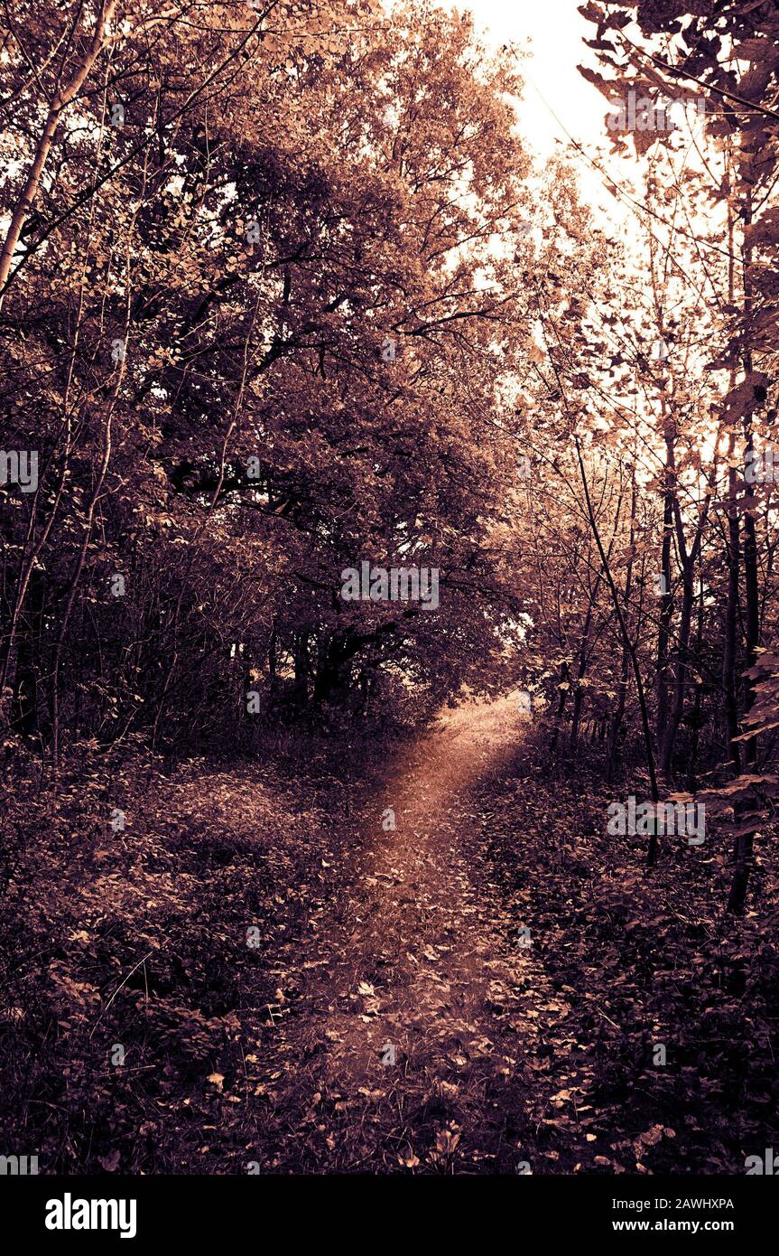 misteriosa strada oscura lungo una foresta Foto Stock