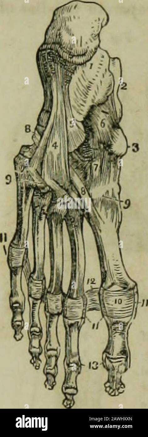 L'enciclopedia idropatica : un sistema di idropatia e igiene in otto parti ..designed come guida a famiglie e studenti, e un testo-libro per i medici . radere la stessa connessione legamentosa di quelli delle dita, e la stessa varietà ed estensione di movimento. I legamenti della Bole del piede sono visibili in Fig. 40. 1.Os caleis. 2. Astragalus. 3. Tuberosità dello scapoide. 4.legamento lungo calcaneo-cuboide. 5. Parte del calcaneo-cuboide corto. 6. Calcaneo-scaphoid. 7. Tarsal plantare. 8, 8. Dieci-don del muscolo longus del peroneus. !>, 9. Legamenti plantari tarso-meta-tarsali. Ciao. Plantare Foto Stock