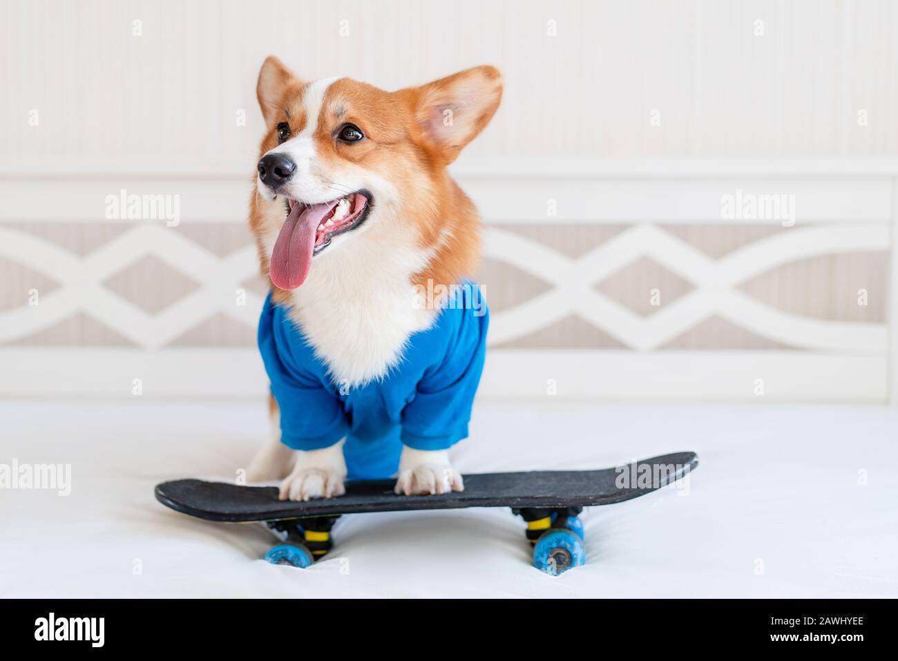 Carino cane Corgi in elegante bomber blu giacca rimanere sopra lo skateboard e mostrare la sua lingua Foto Stock