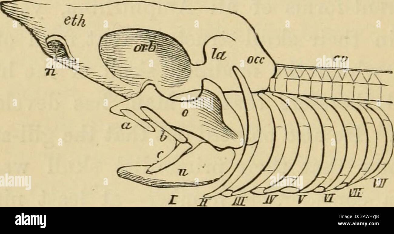 L'evoluzione dell'uomo : esposizione popolare dei principali punti di ontogenicità e filogenia umana . tter. L'anatomia comparata di questi nervi cerebrali è uno degli argomenti più forti per la più recente teoria vertebrale del cranio. Ci porterebbe troppo lontano se entrasse nei particolari di questa ingegnosa teoria di Gegenbaur, Andi deve accontentarsi di riferirsi alla grande attività già citata; in essa la teoria è pienamente dimostrata da argomenti empirici e filosofici. Lo stesso autore ha dato un breve riassunto nei Suoi Contorni di ComparativeAnatomy (1874), lo studio di whic Foto Stock