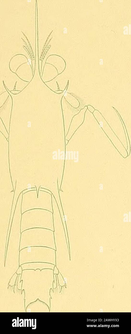 Die Stomatopoden der deutschen Tiefsee-Expedition . außen. 20:1.2d. „ „ 3. Rechter Greiffuß desselben Exempmares, von außen. 20:1.2e. „ „ in Stück vom Hinterrande des Telsons von demselben Exemplare. 200: 1. 3. Coroniderichthus biituberculatus Hansen, ein junges Exemplar von 9,6 mm Länge. 8:1. 4. Odonterichtkus tenuicornis n. sp., ein halb ausgewachsenes Exemplar von 13,1 mm Länge. 6:1. 5. Pscudericlithus distinguendus Hansen, ein nicht ausgewachsenes Exemplar von 30,7 mm Länge. 3:1. 6. Erichthus pygmaeus n. sp., ein junges Exemplar von 9,1 mm Länge. 8:1.6a. „ „ 1. Linke antenne desselben Foto Stock